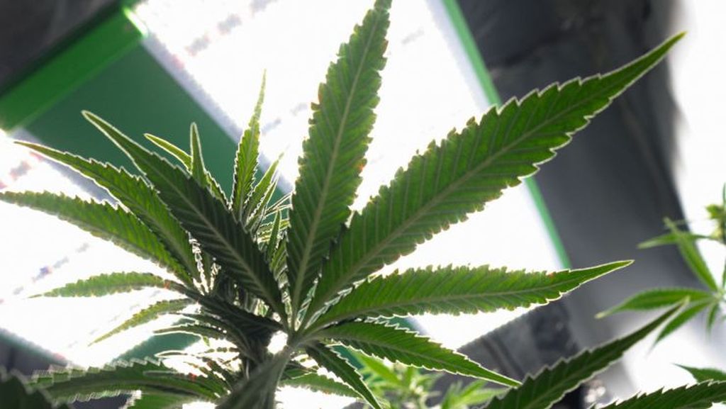 Cannabis plants under LED grow lights inside a tent, showing a typical all-in-one grow kit setup. What’s Inside a Cannabis Grow Kit?