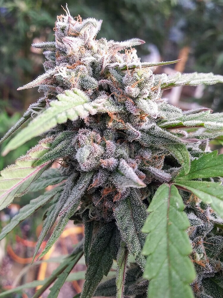 WBelpaso-Super-Silver-Haze