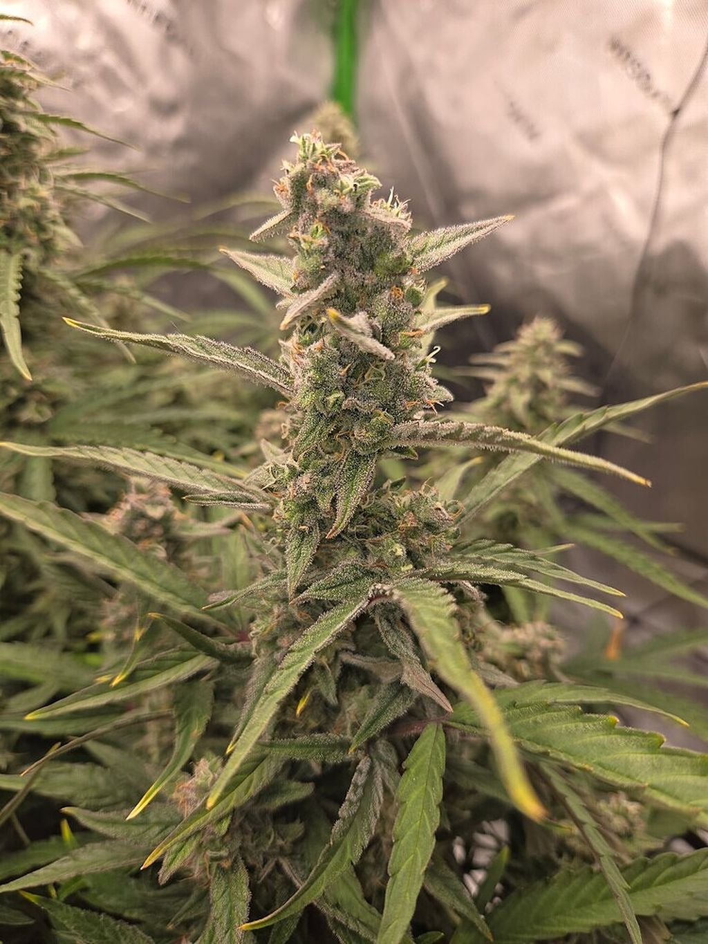 6 Zkittlez SausageMahoney