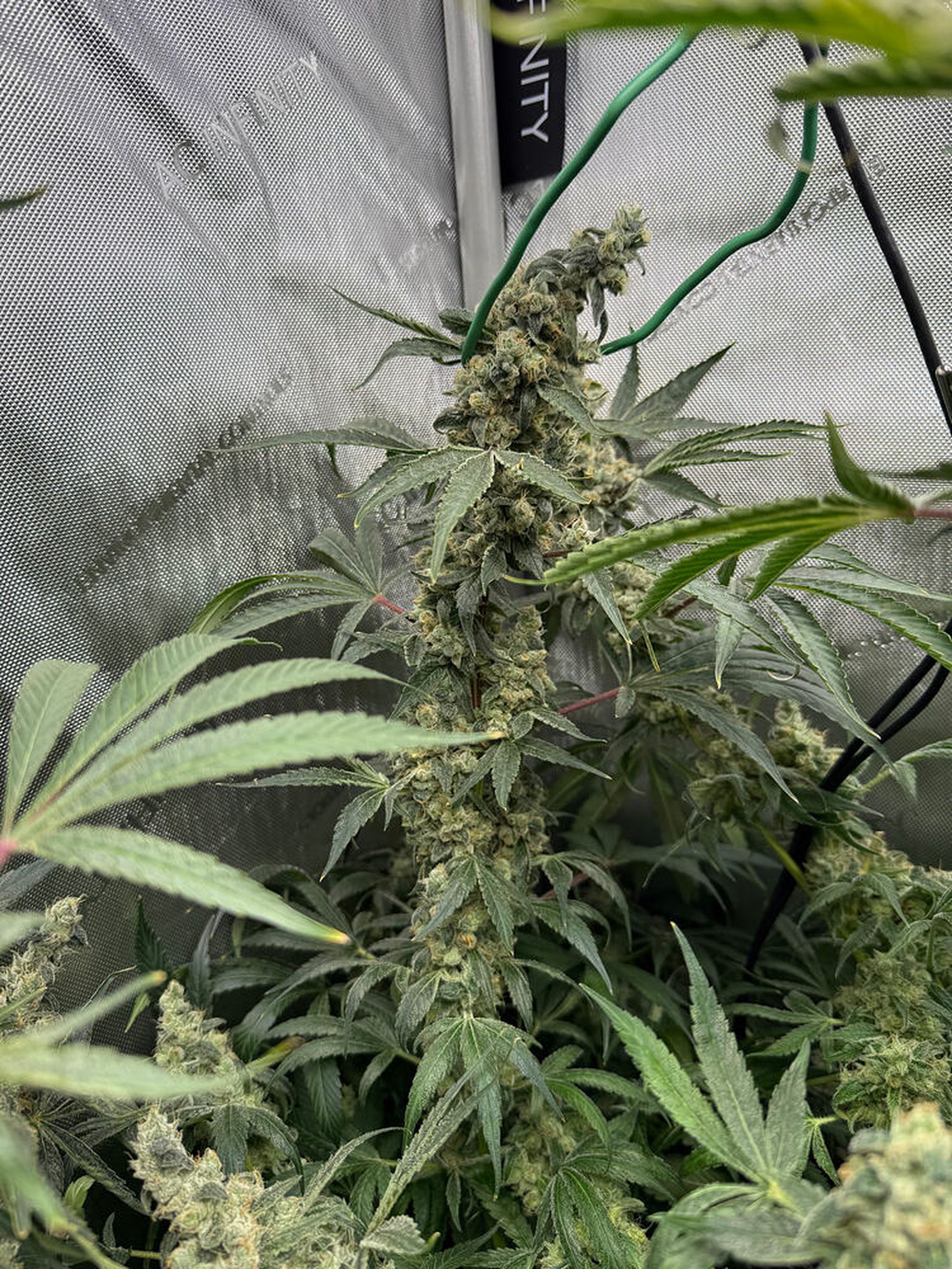 Truetopath-Blueberry