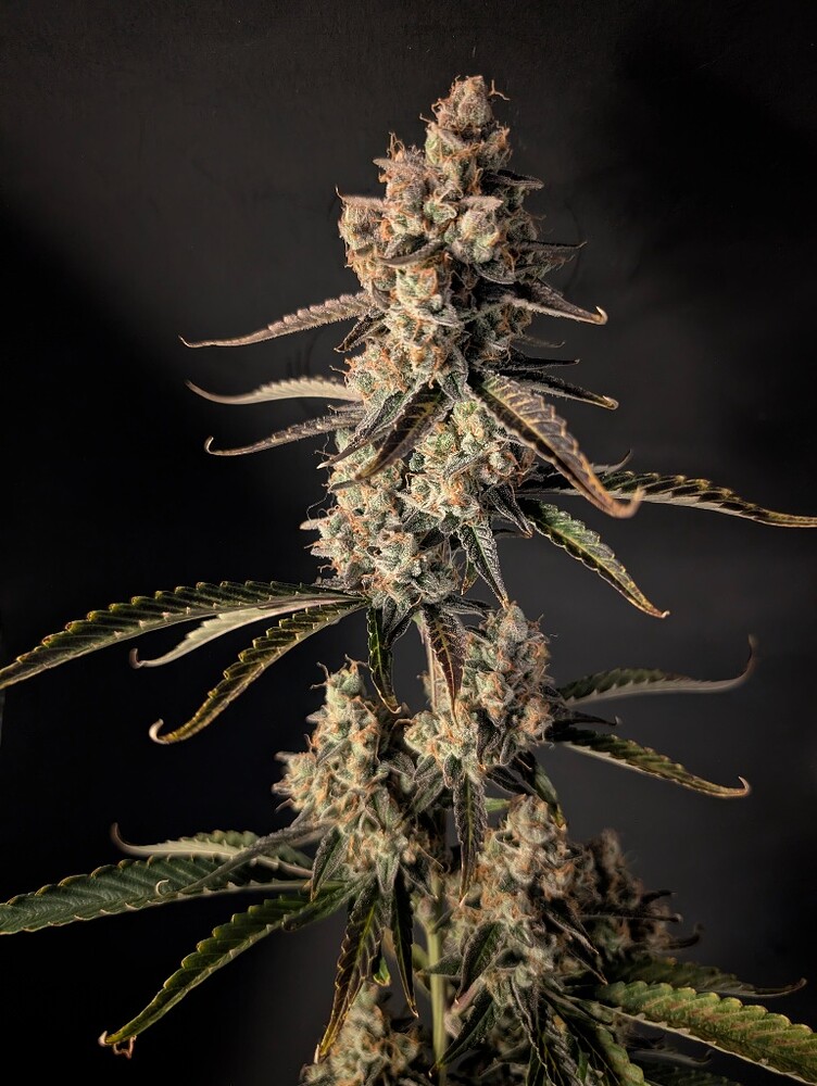 WilIy Yuzu Euphoria Autoflower