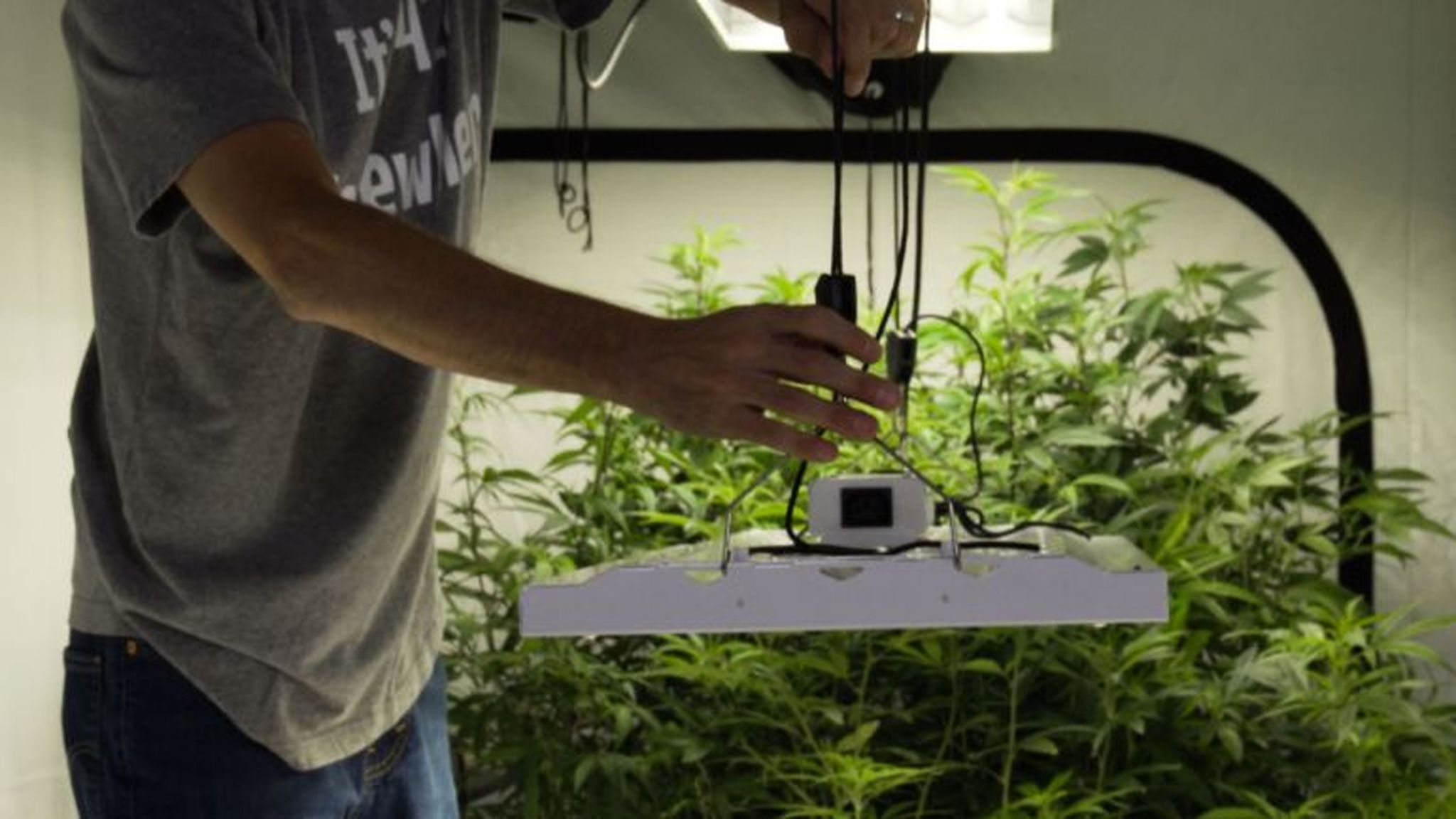 Positioning LED lights in a grow tent to achieve a balanced light spread and performance.