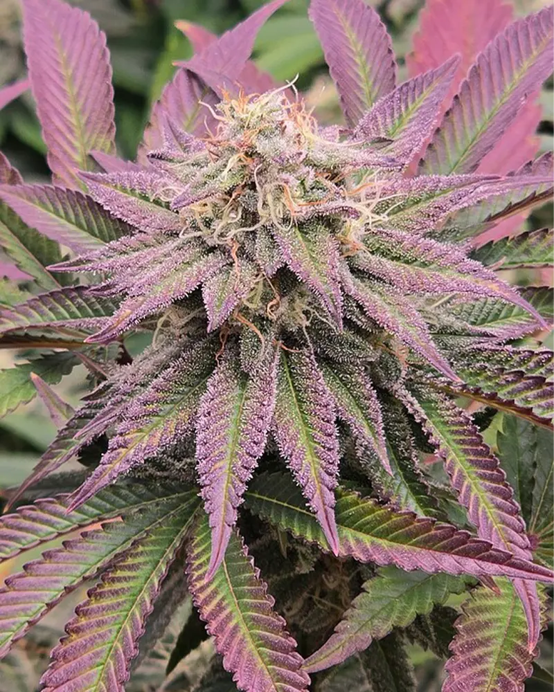 Close-up of a cannabis plant with vibrant purple and green leaves, covered in frosty trichomes, set against a blurred natural background.