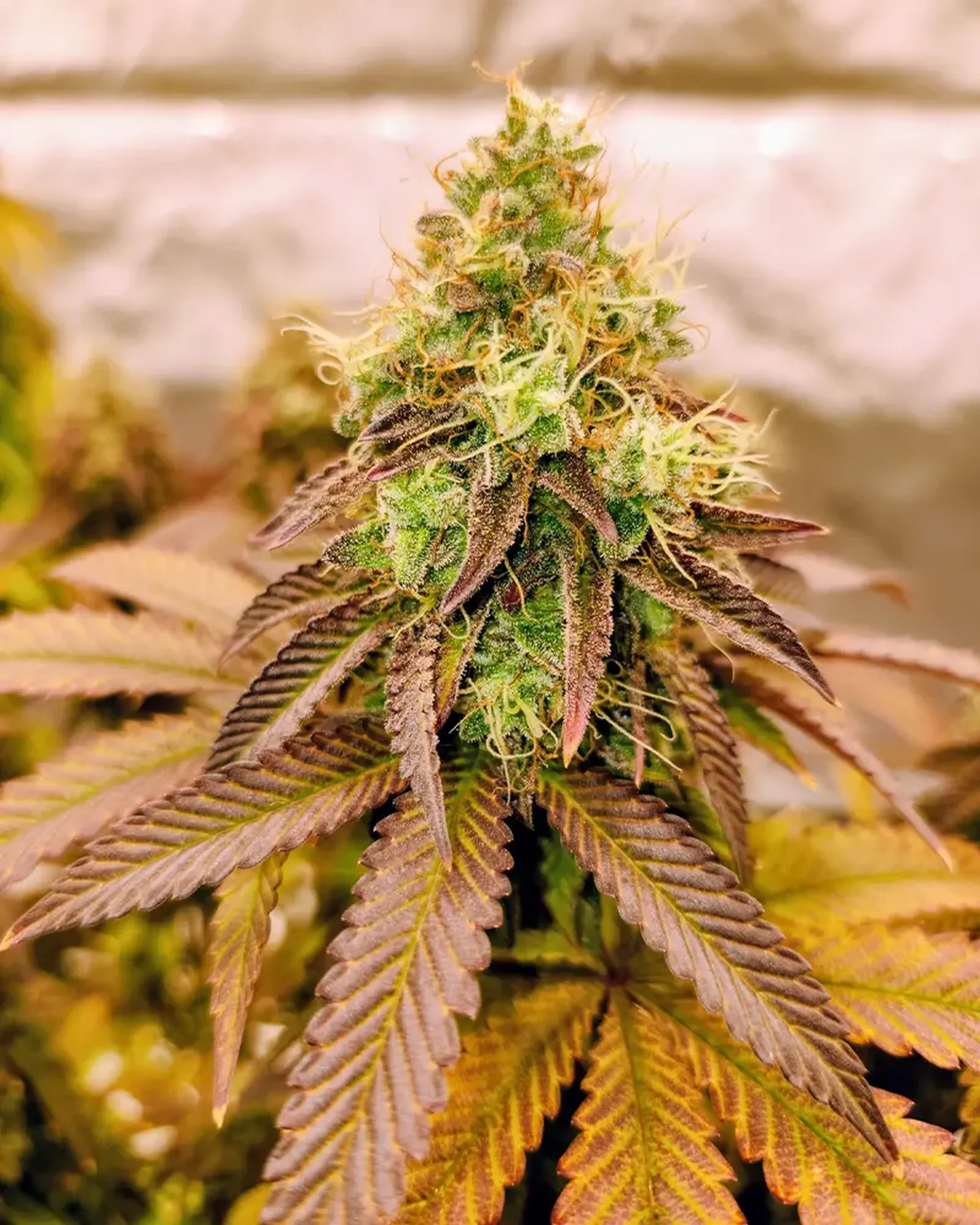 Close-up of a cannabis plant with dense, green and orange buds, surrounded by large, serrated leaves with purple and green hues.