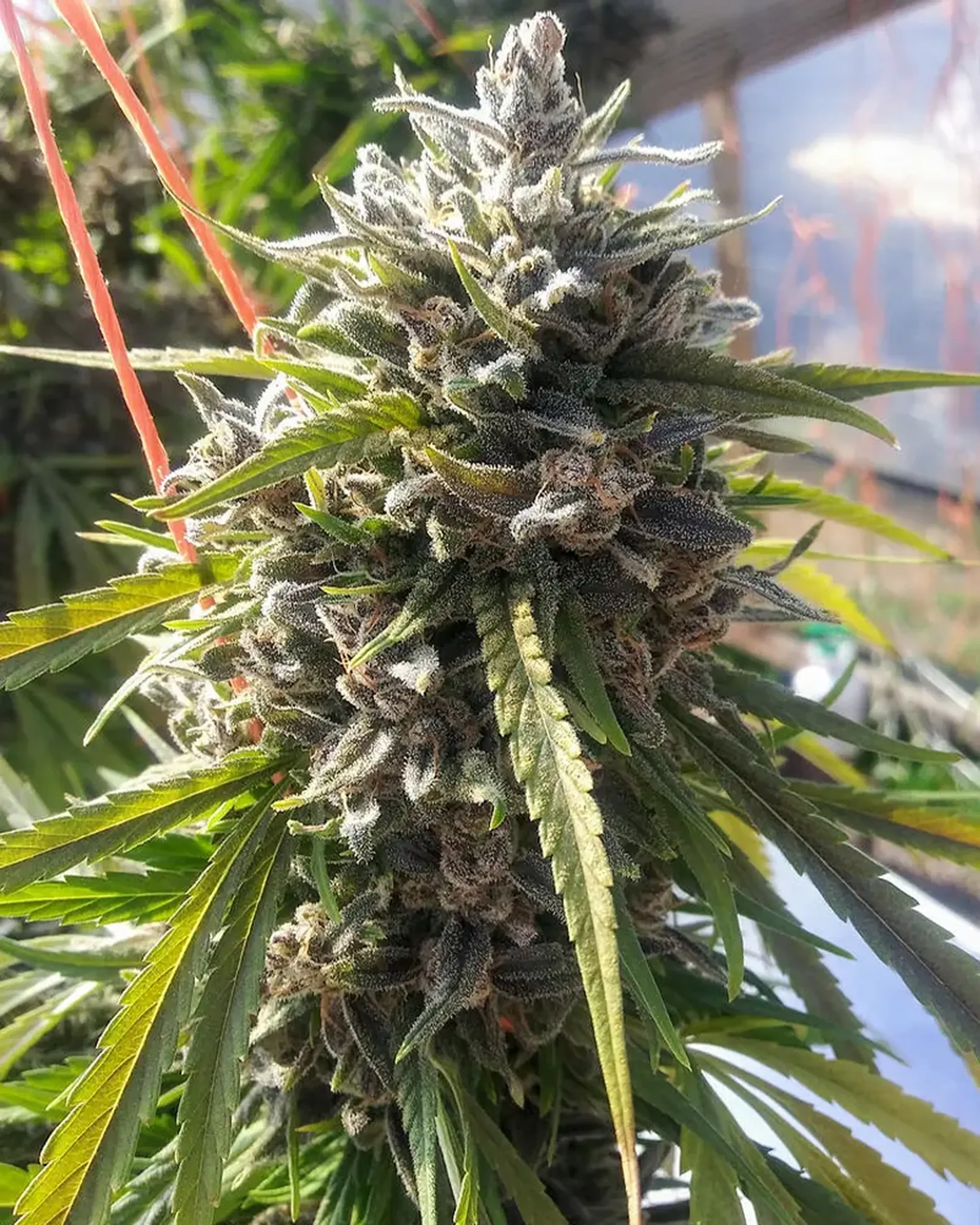 Close-up of a mature cannabis plant with dense, frosty buds and elongated green leaves, growing outdoors.