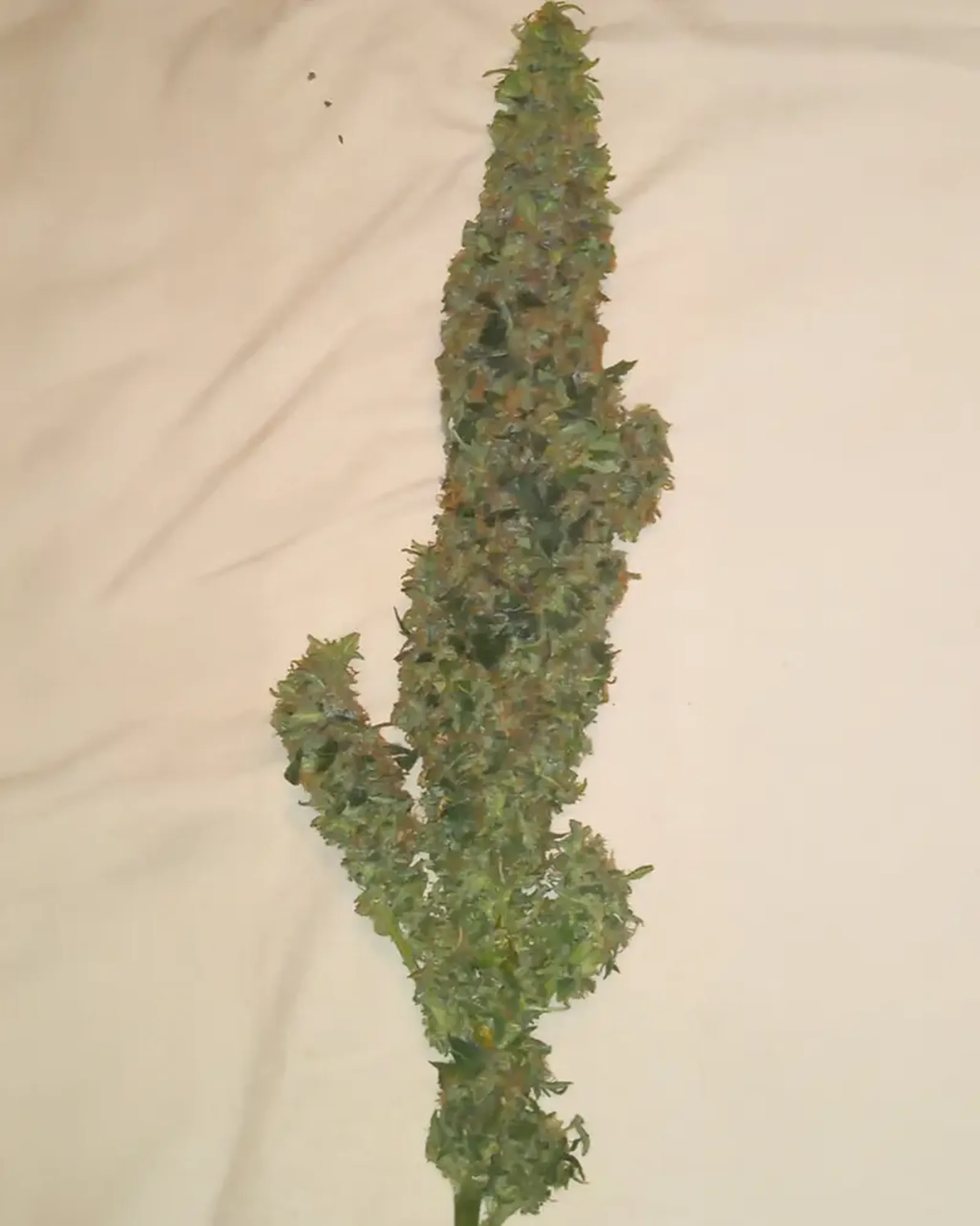 9 Purple Kush DanB BOM Nov