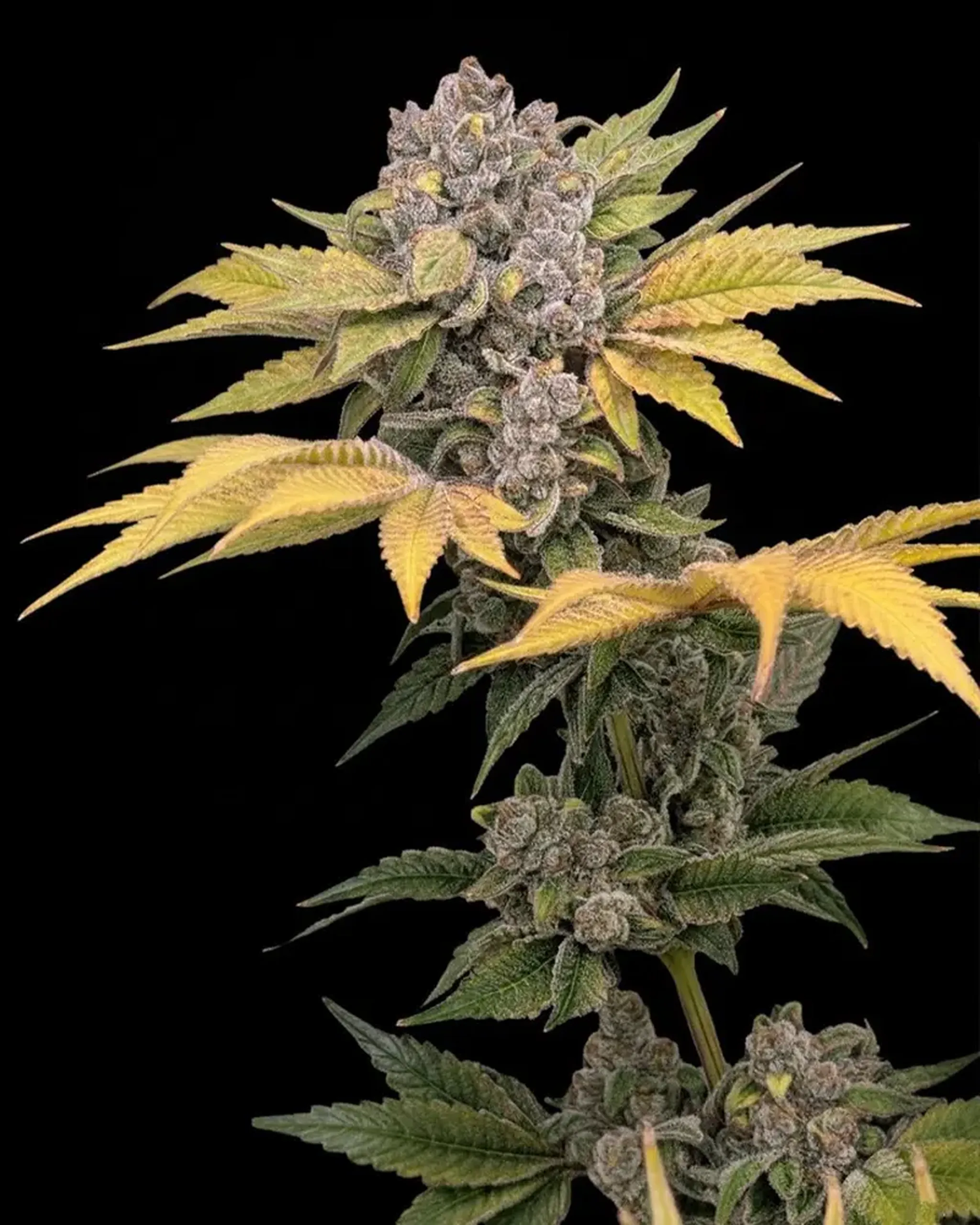 A cannabis plant with dense purple buds and yellow-green leaves set against a black background.