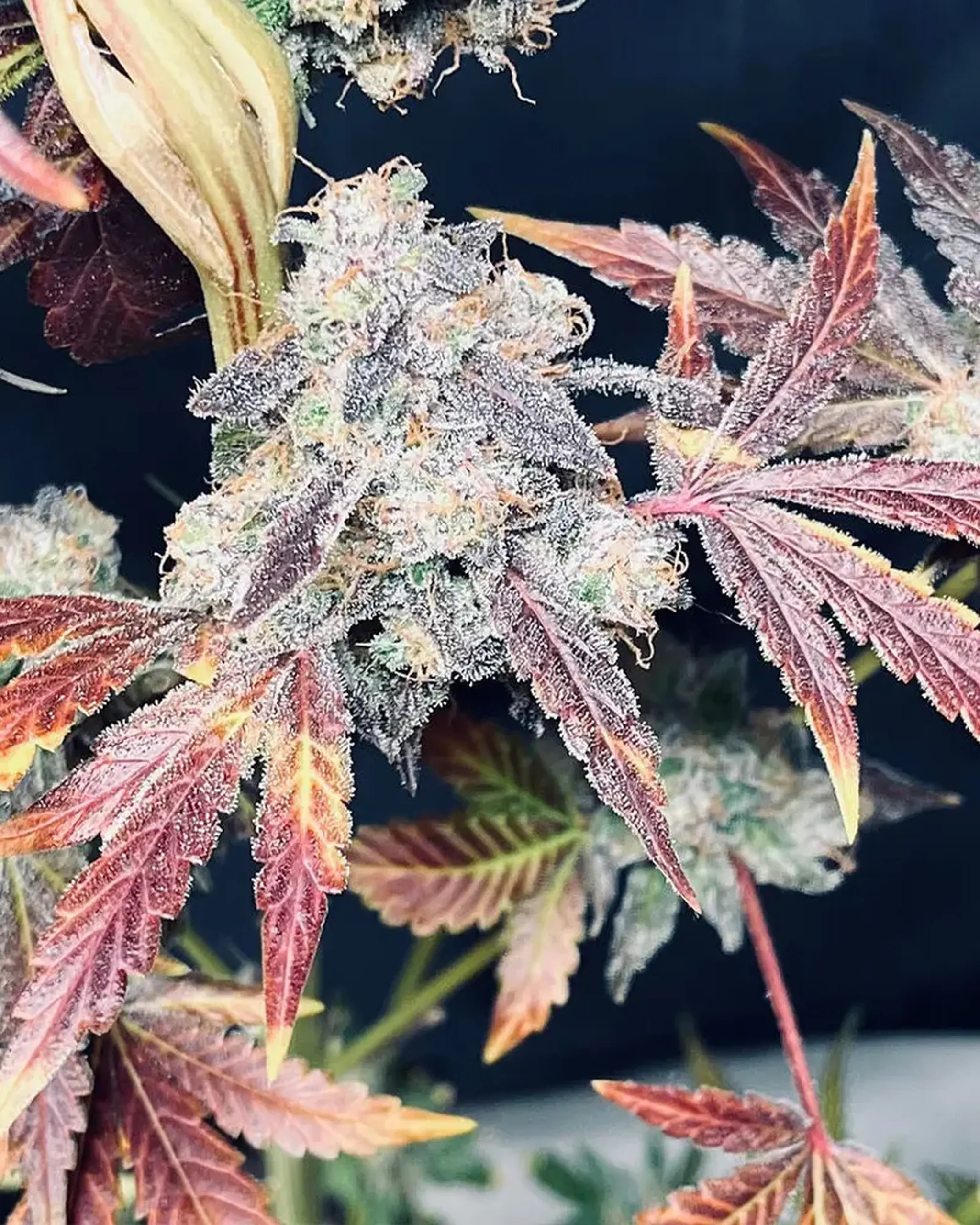 7 Cheddar Cheeze bboyfromwayback BOM Nov