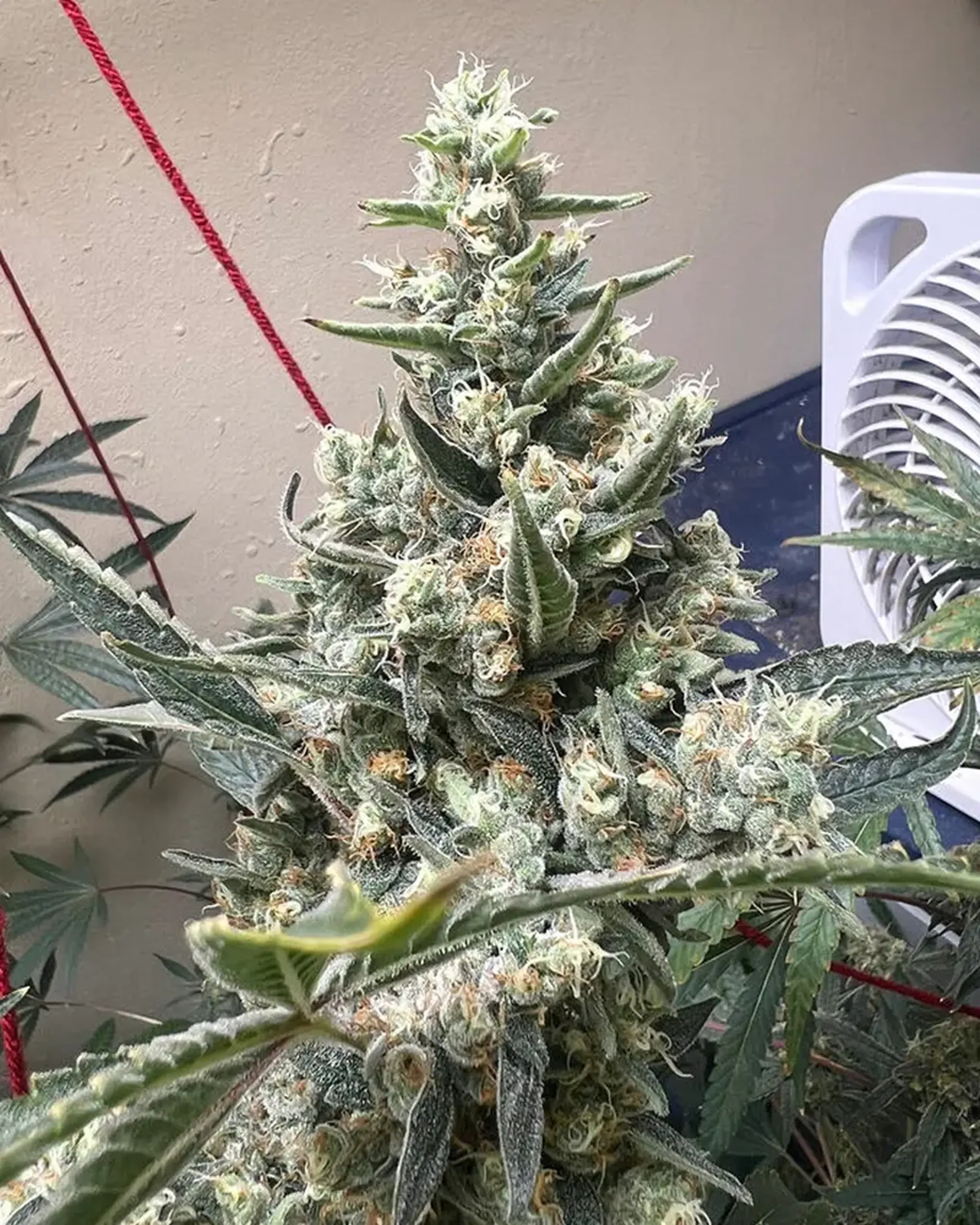 11 Granddaddy Purple 2cashoneandonly BOM Nov