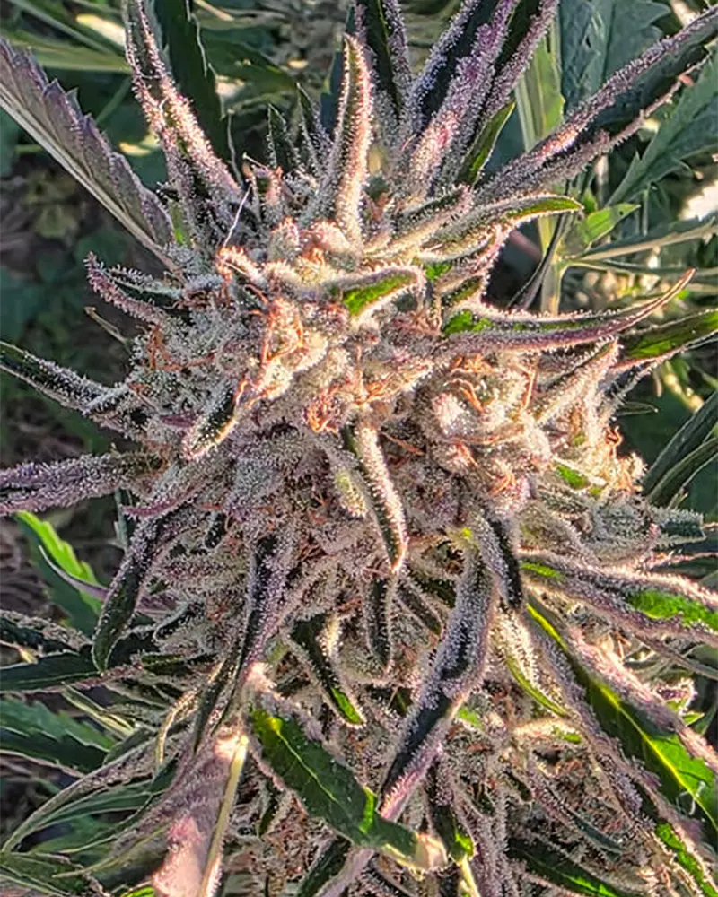Close-up of a cannabis plant with dense, frosty trichomes and vibrant green leaves, basking in sunlight.