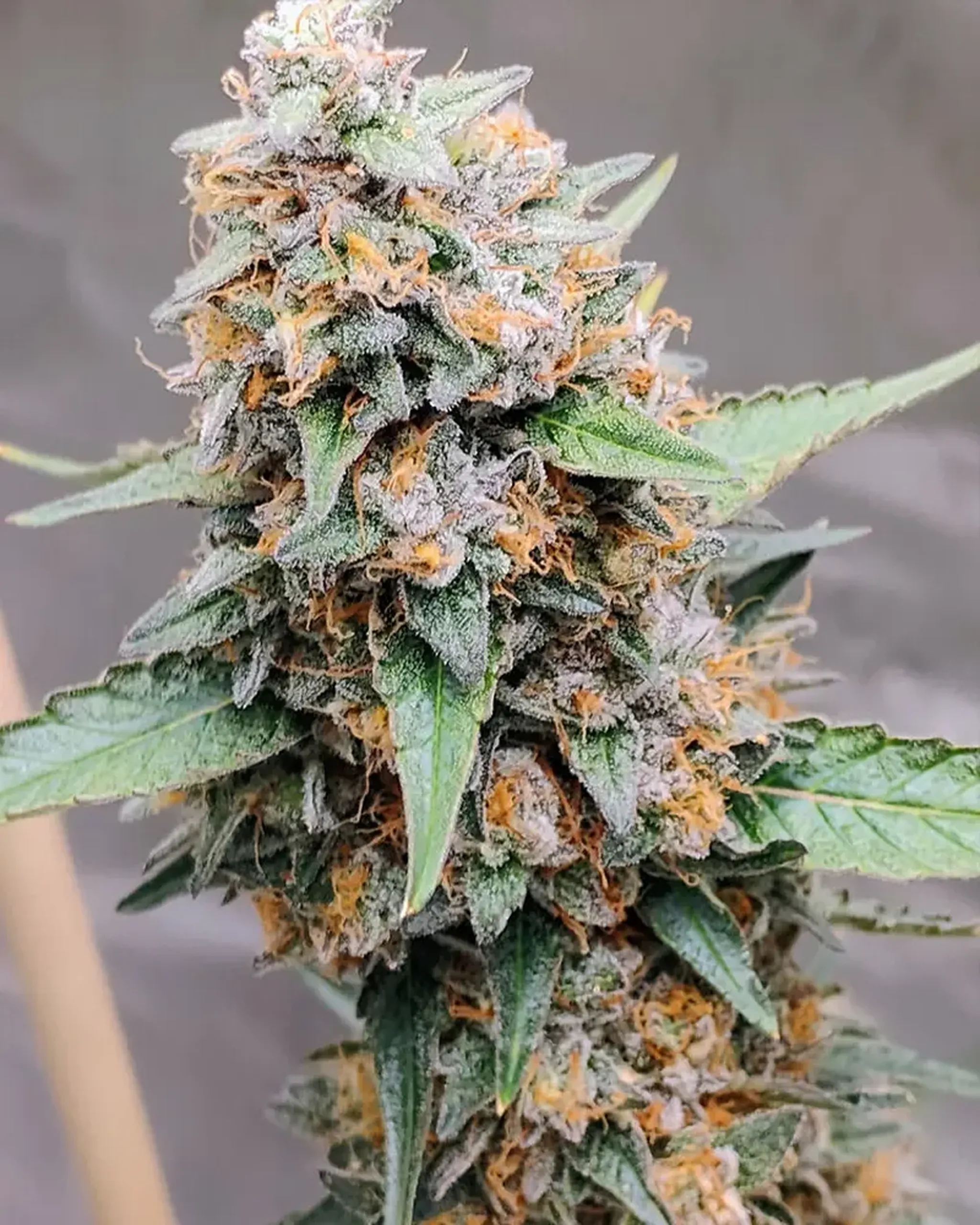 3 Biscotti Bliss Lightbrightt2010 BOM Nov