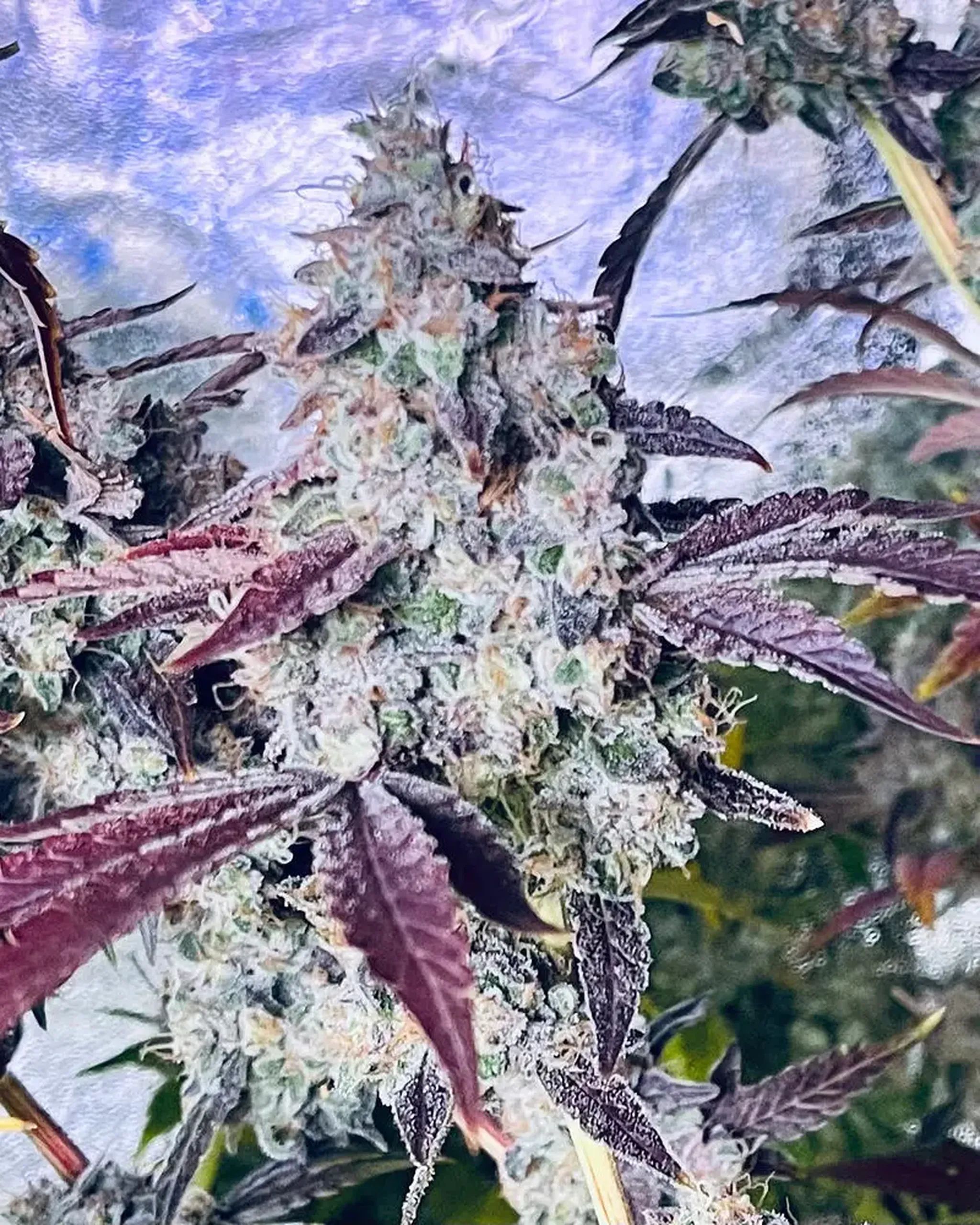 Close-up of a cannabis plant with dense, frosty buds and purple-tinged leaves against a blurred background.