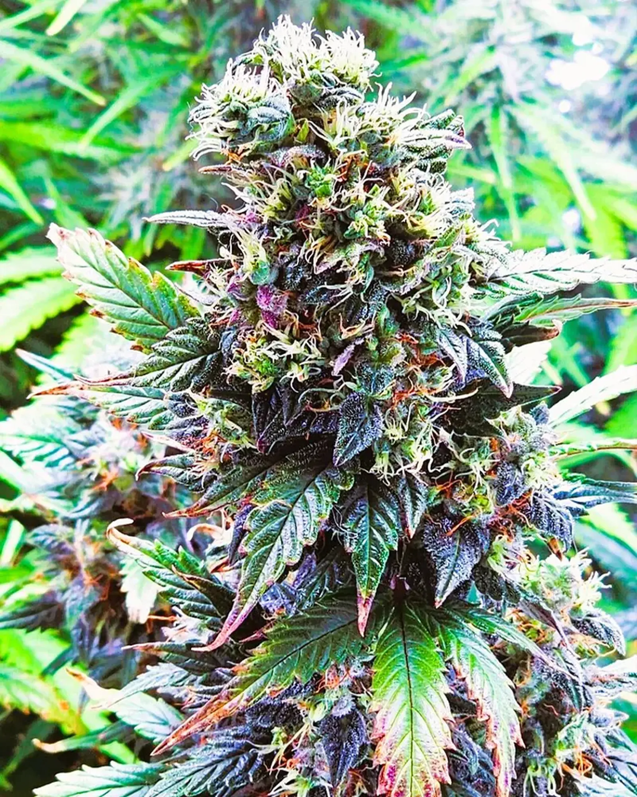 4 GSCE Dakisis BOM Nov