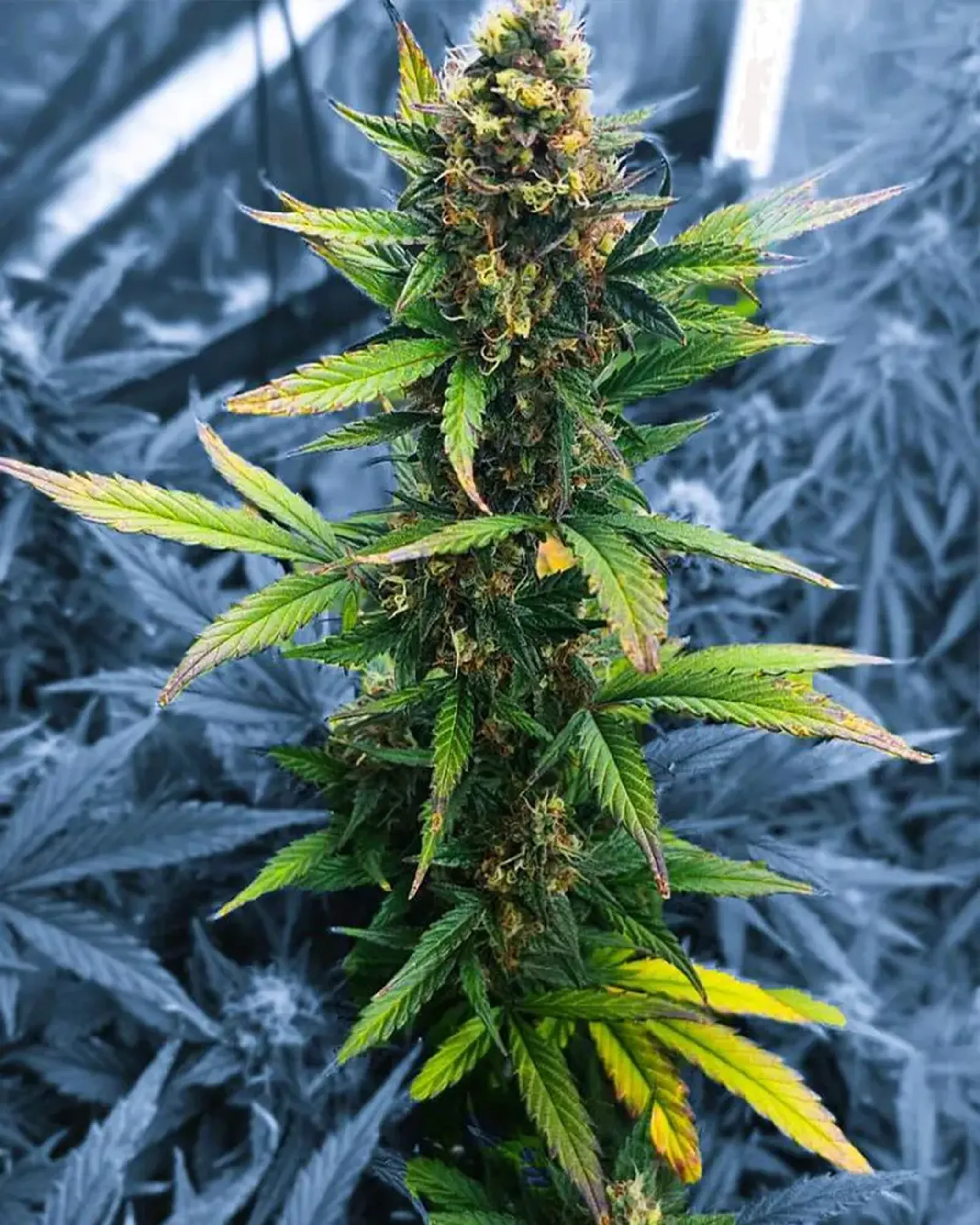Close-up of a cannabis plant with lush green leaves and dense buds, set against a background of more foliage.