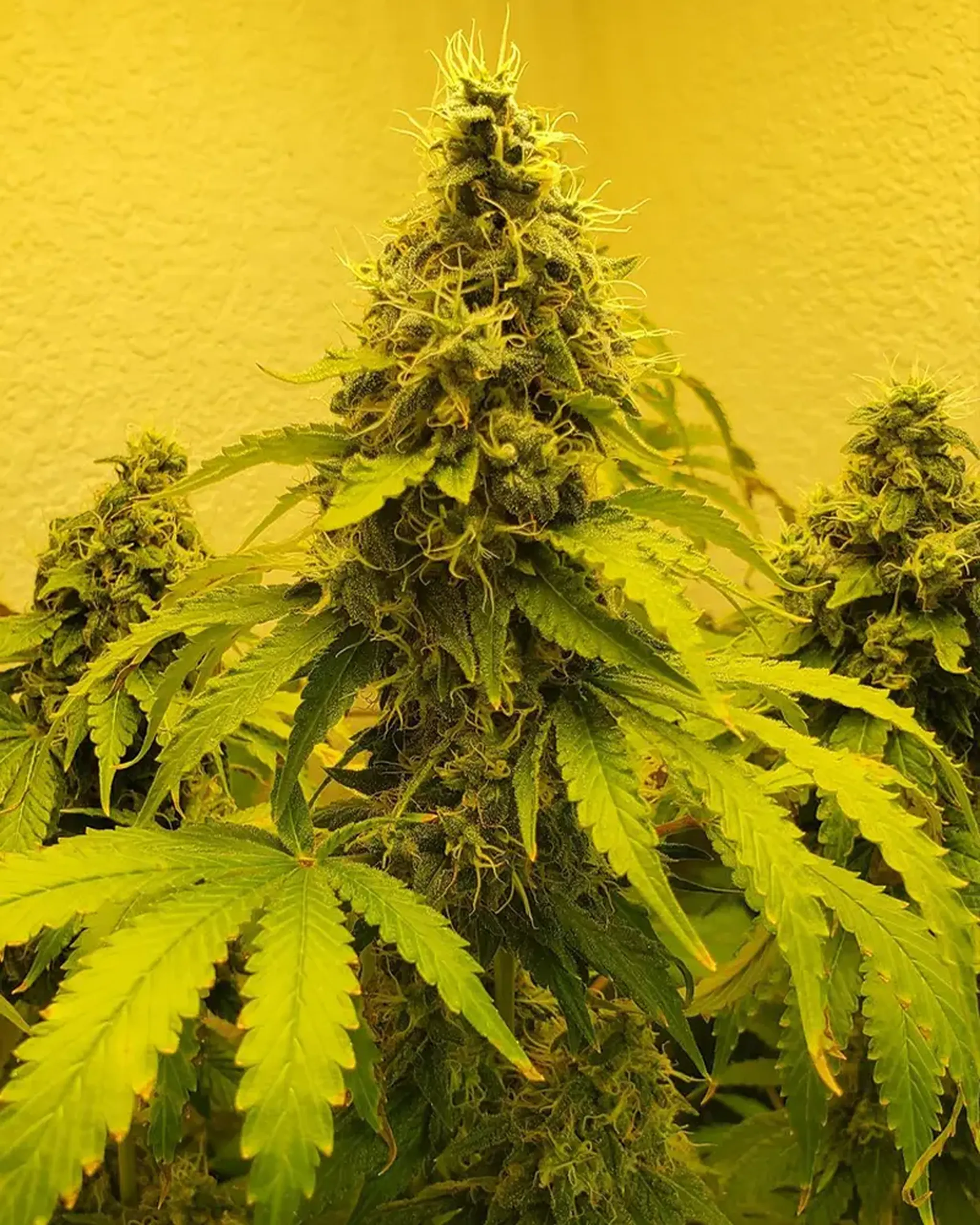 Close-up of a cannabis plant with dense, green buds and serrated leaves, set against a warm, yellowish background.