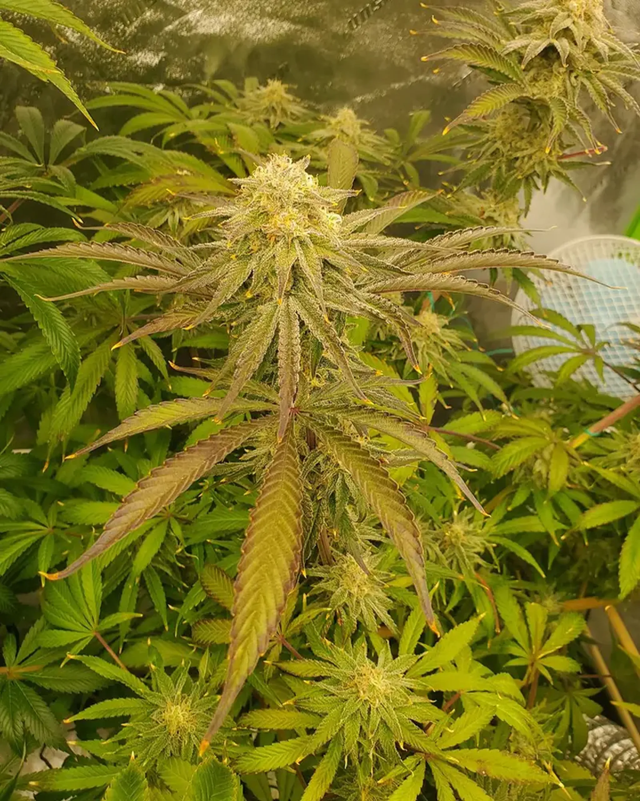 Close-up of a cannabis plant with dense, frosty buds and long, pointed leaves. The foliage is a mix of green and purple hues.