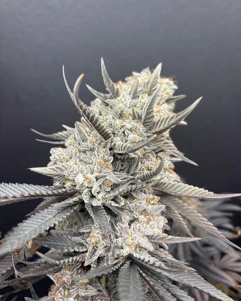 Close-up of a frosty cannabis bud covered in white trichomes, with purple-tinged leaves and orange pistils against a dark background.