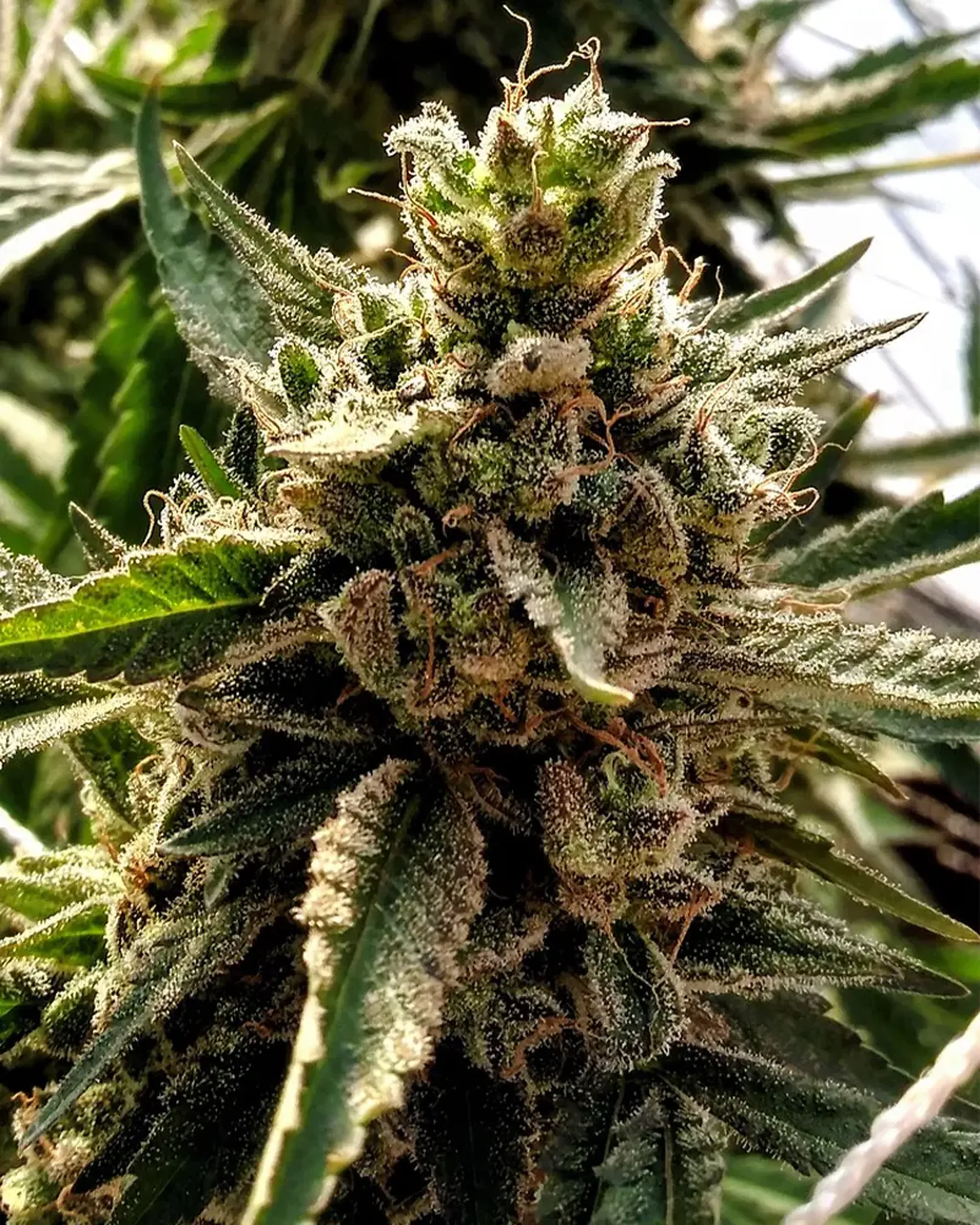 10 Super Silver Haze WBelpaso BOM Nov