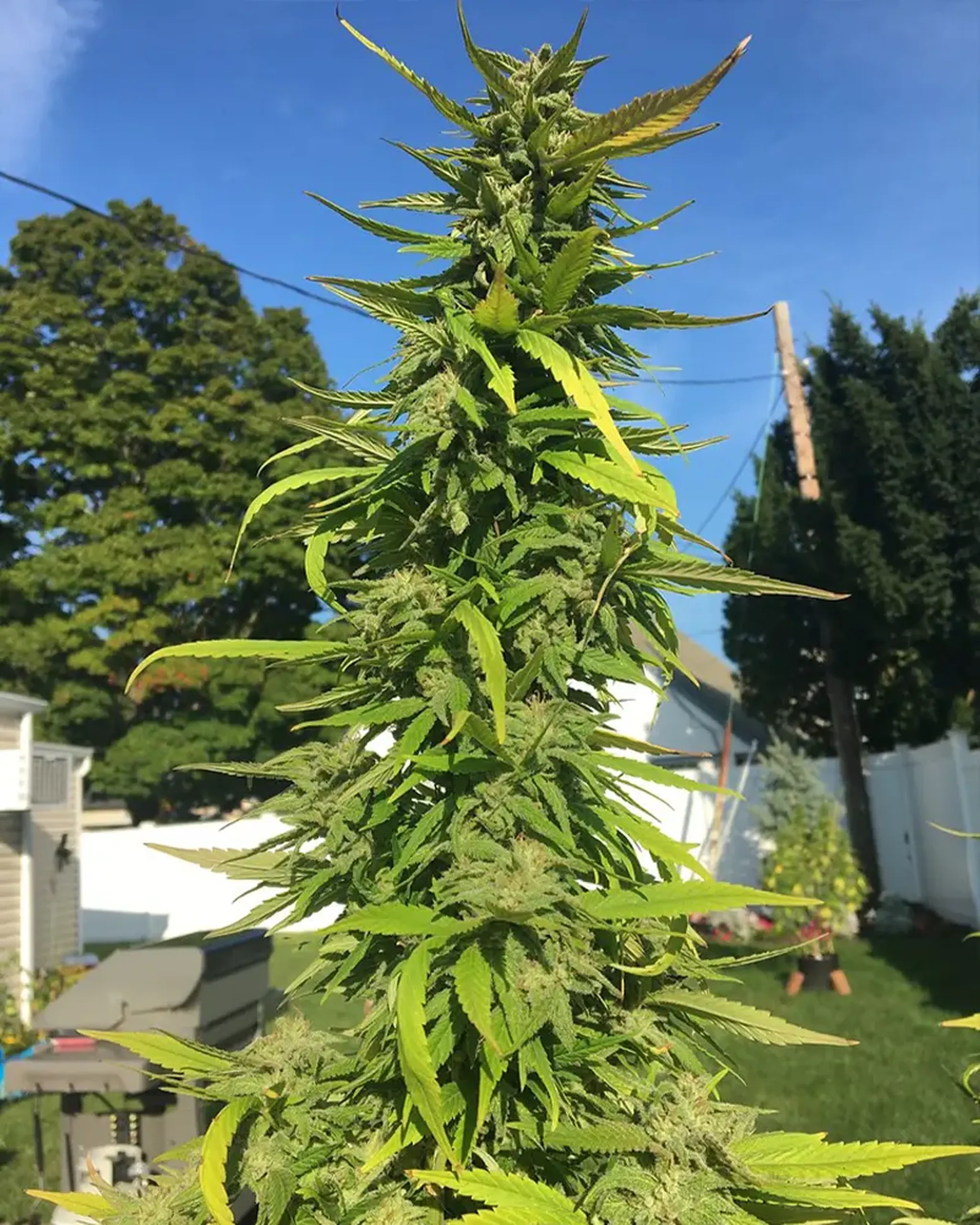 Tall cannabis plant with dense green leaves and buds, set against a clear blue sky and a suburban backyard background.