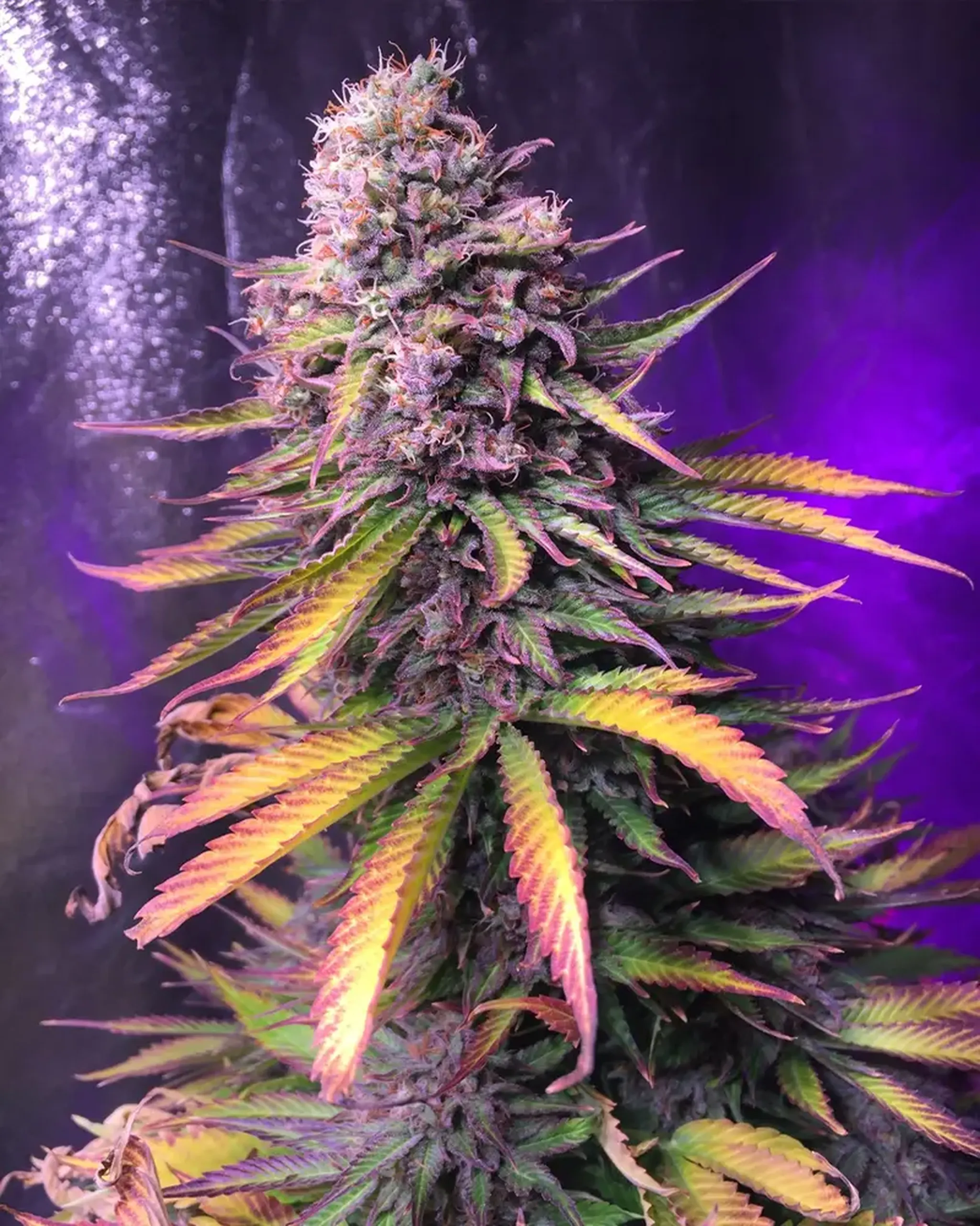 Close-up of a cannabis plant with vibrant green and purple leaves, set against a dark, shimmering background with purple lighting.