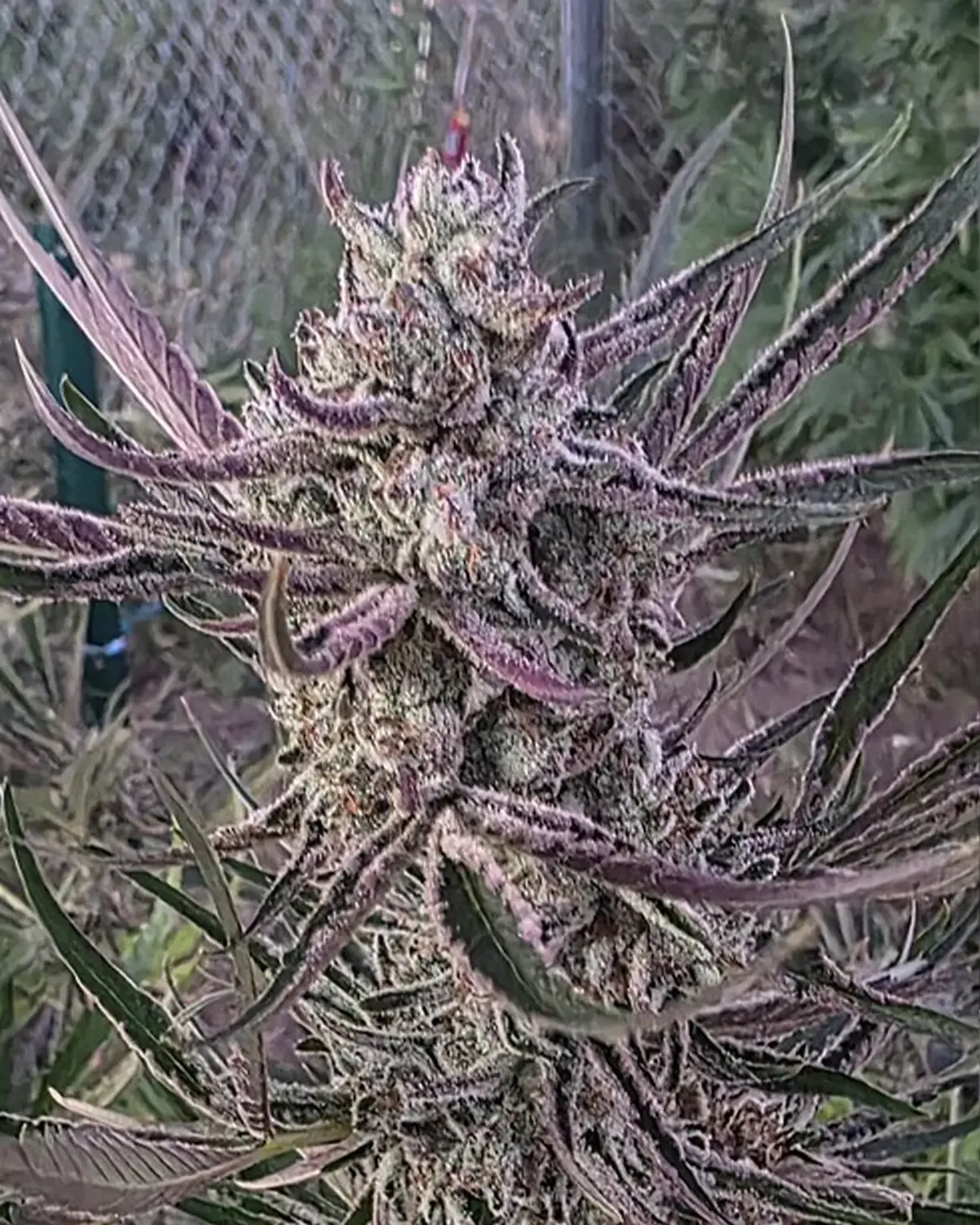 2 Apple Fritter Plumbdand BOM Nov