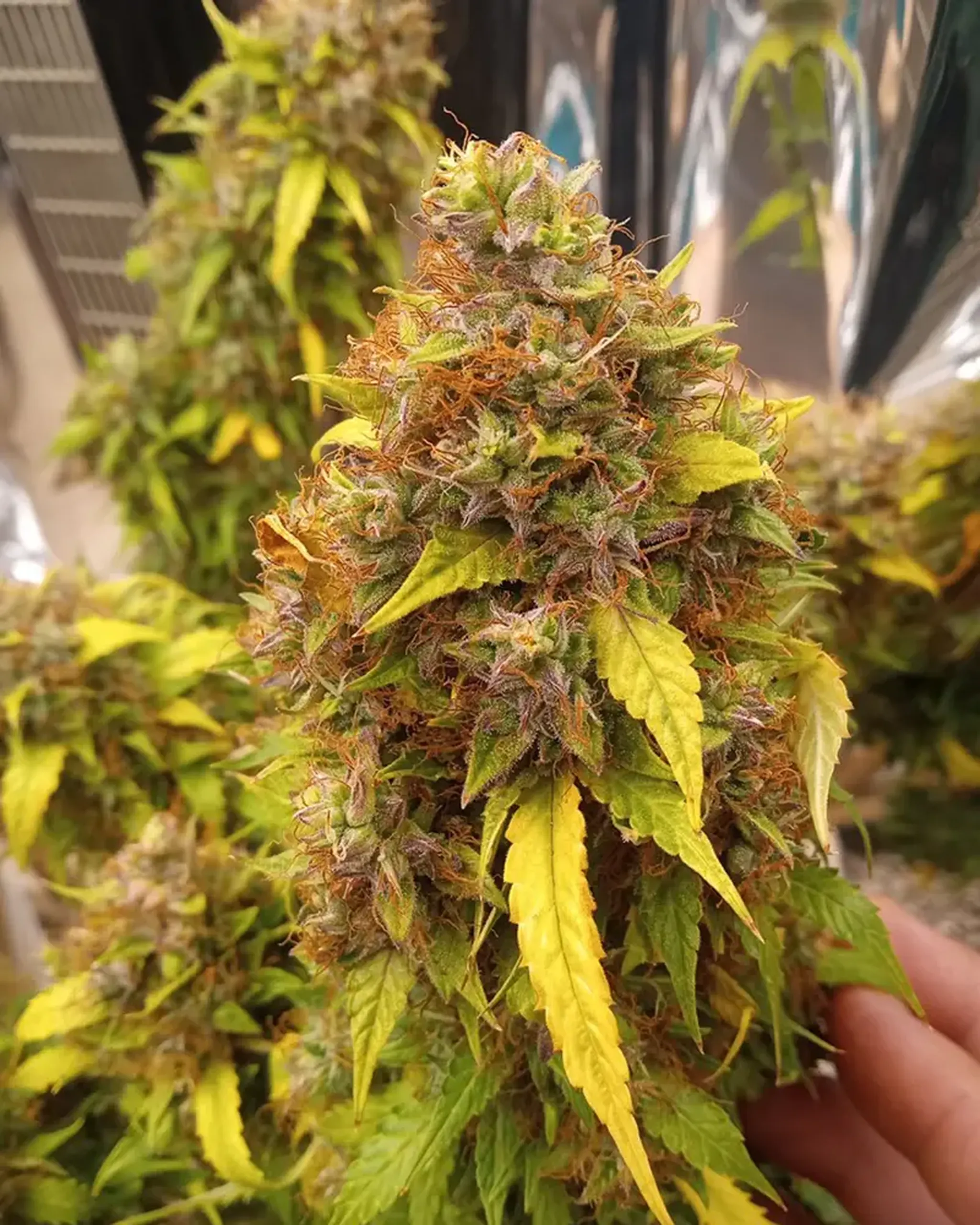 Close-up of a cannabis plant with dense buds, orange pistils, and green-yellow leaves, held by a hand in a growing environment.