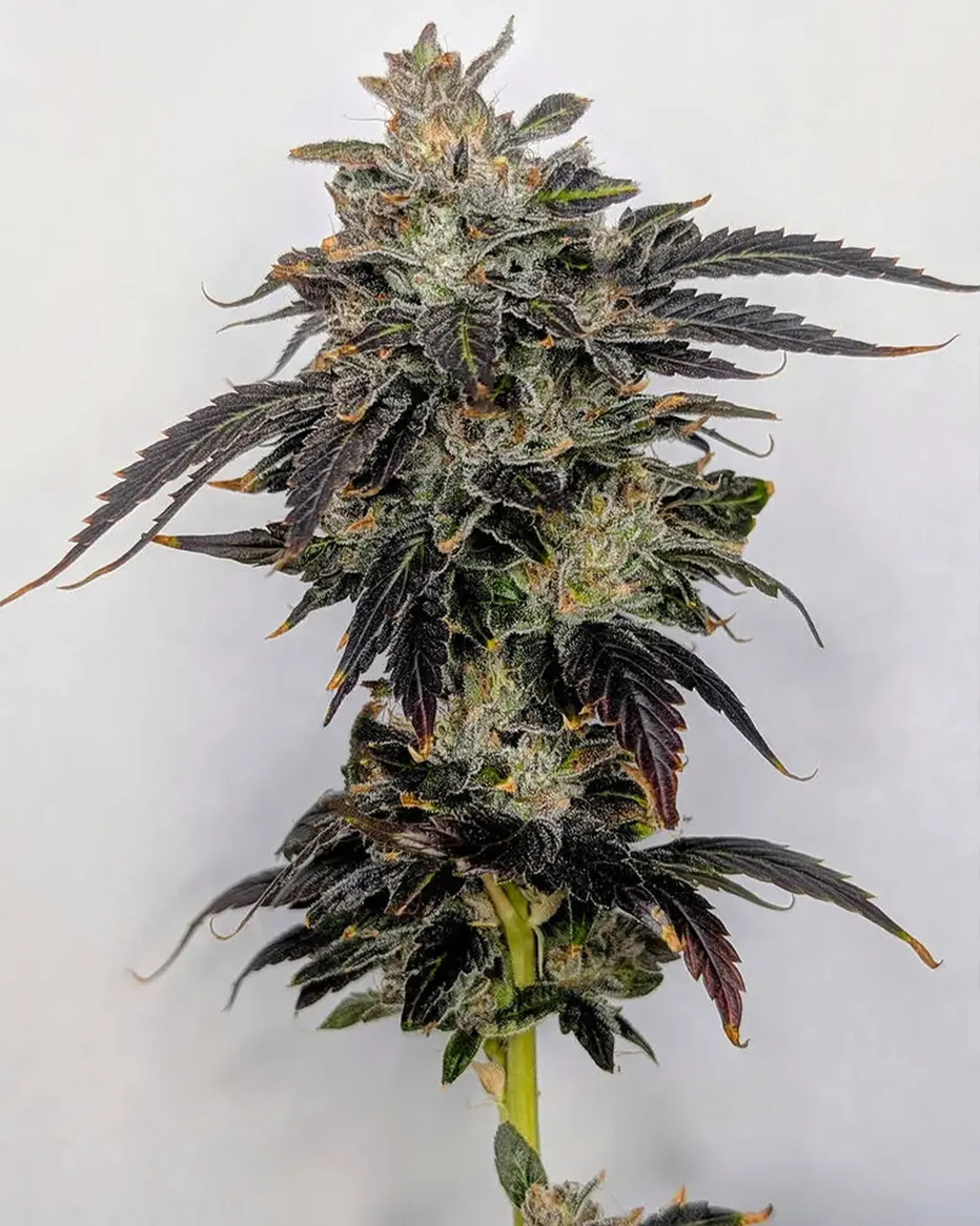 6 89 Northern Lights 5 Bx WilIy BOM Nov