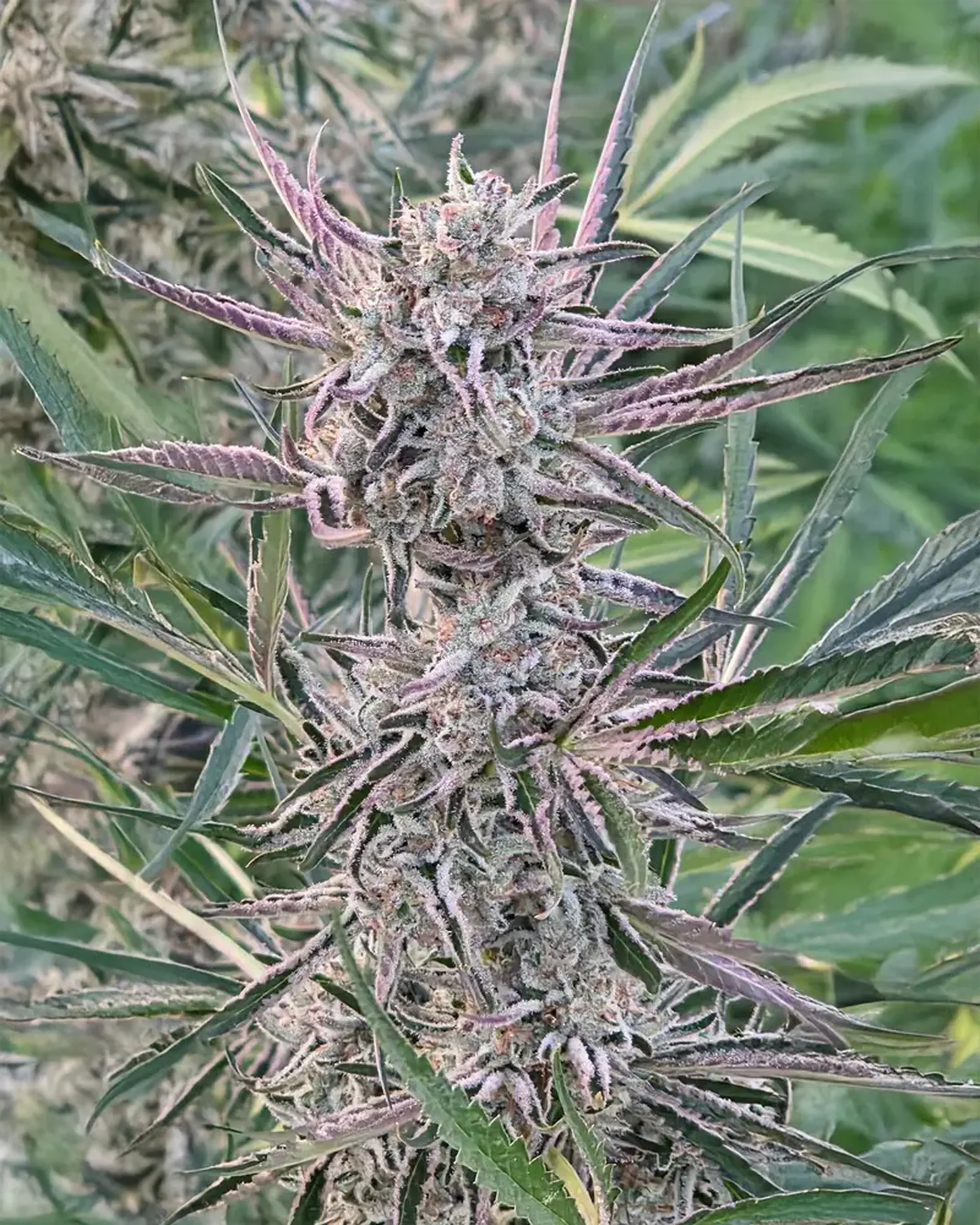 Close-up of a cannabis plant with dense, frosty buds and purple-tinged leaves, set against a blurred green background.