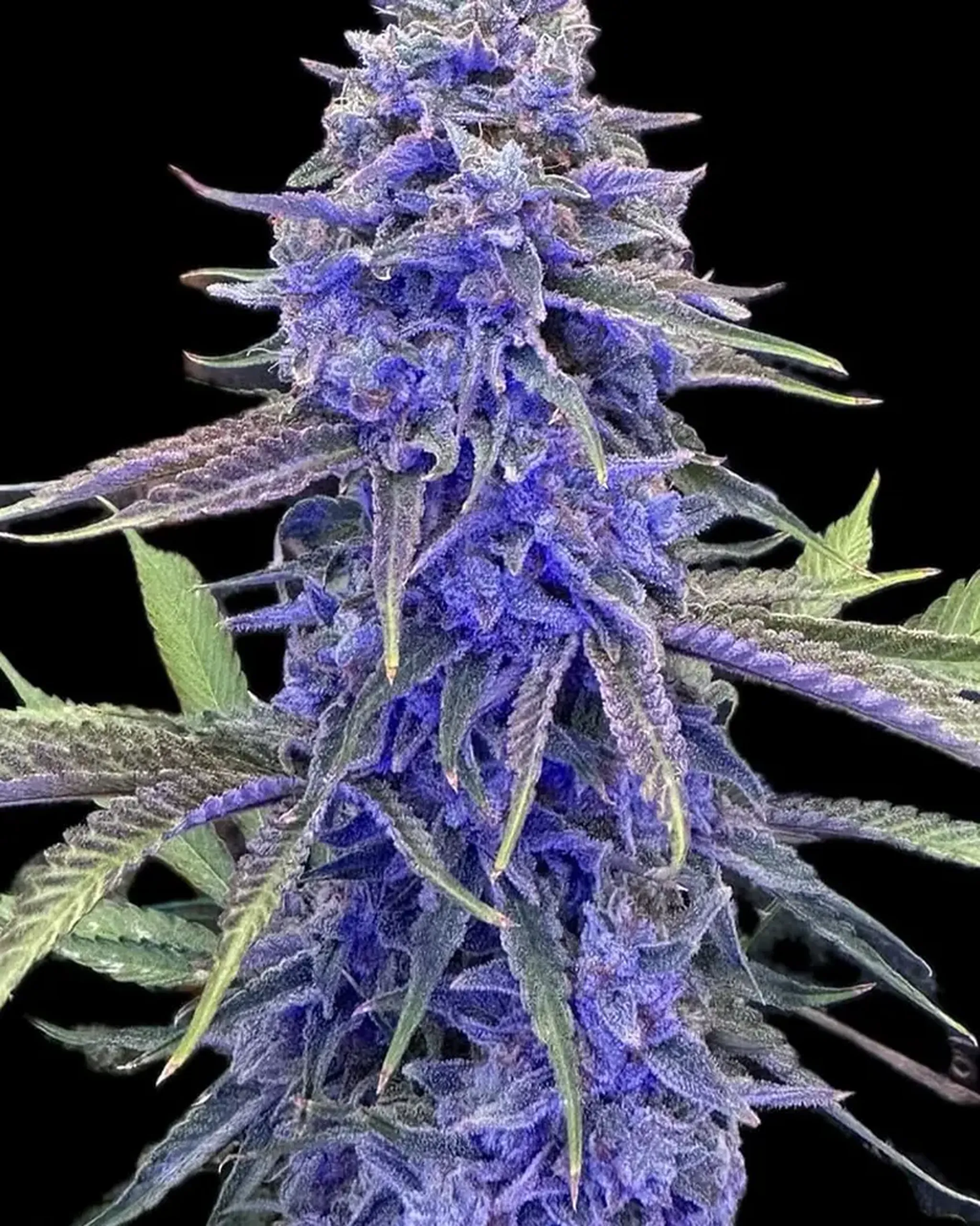 Close-up of a vibrant purple cannabis plant with dense buds and elongated leaves against a black background.