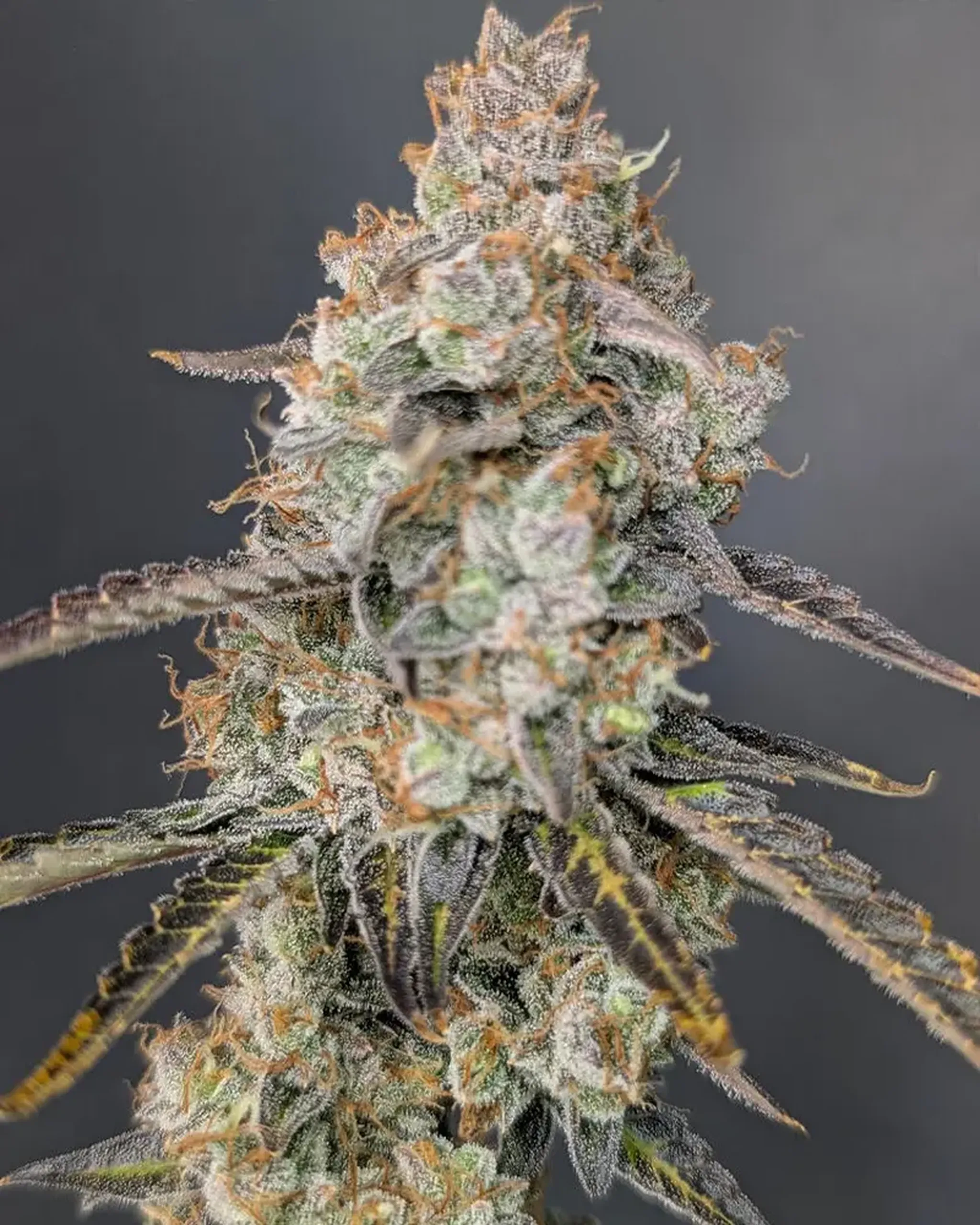 Close-up of a cannabis bud covered in frosty trichomes, with orange pistils and thin leaves against a gray background.