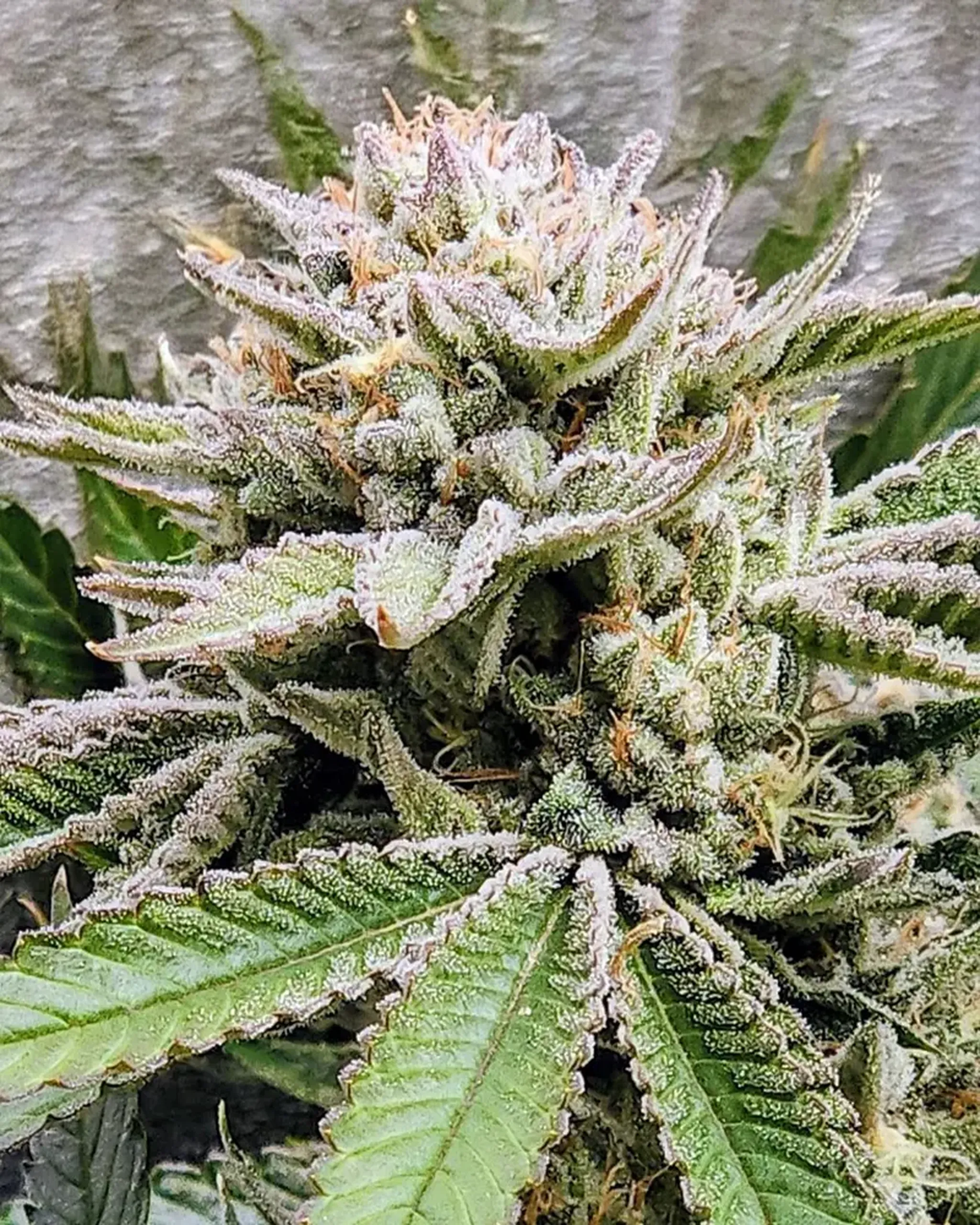 8 Gelato Mucluc BOM Nov