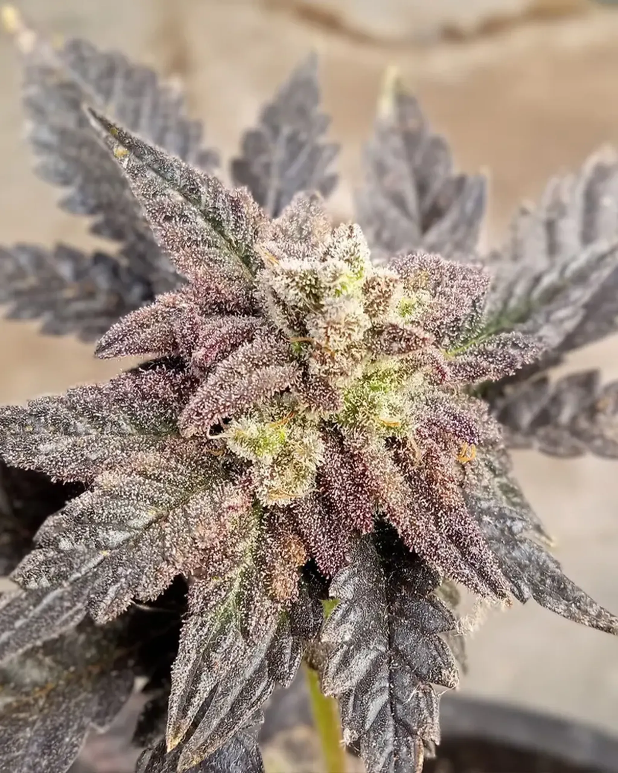 Close-up of a cannabis plant with frosty, purple-tinged leaves and buds, displaying a dense coating of trichomes.