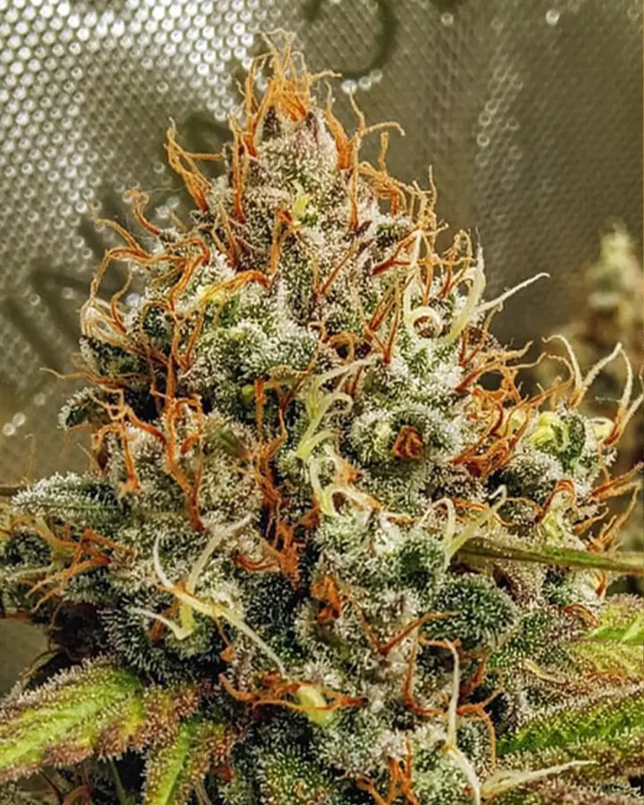 Close-up of a cannabis bud with frosty trichomes and vibrant orange pistils, set against a blurred background.
