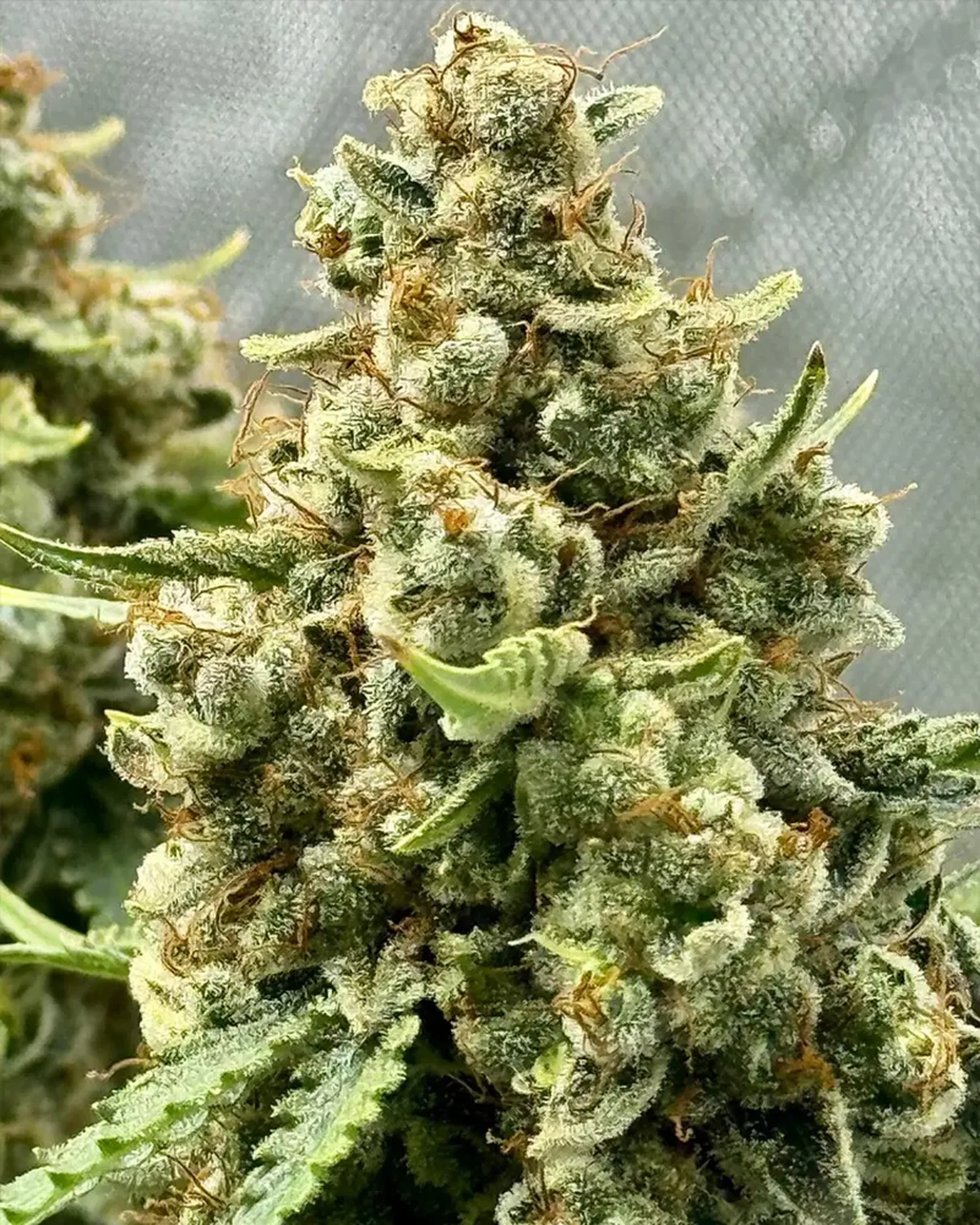 Close-up of a dense cannabis bud covered in frosty trichomes, with green leaves and orange hairs against a blurred background.