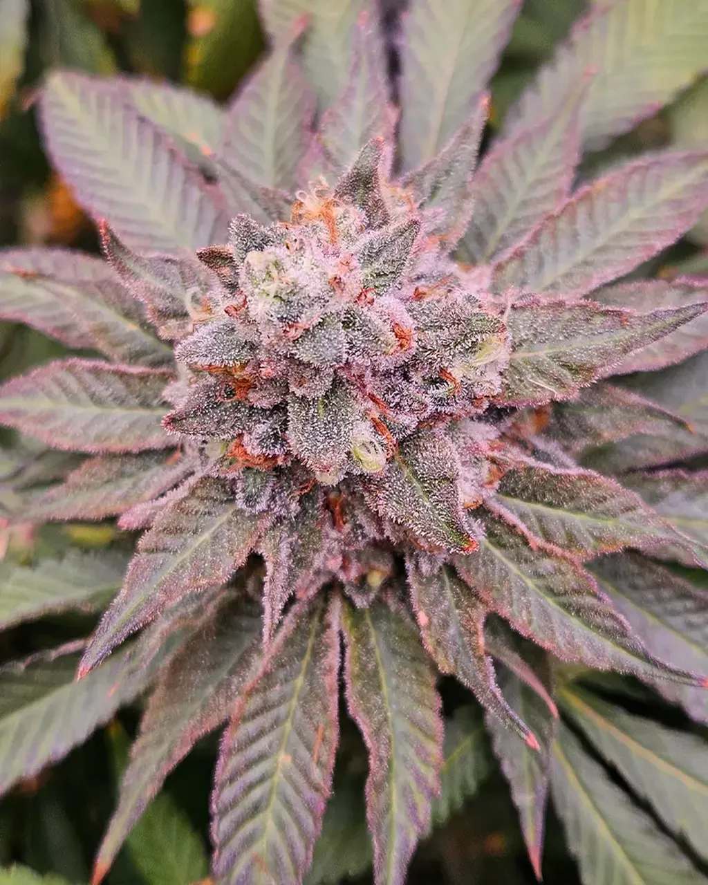 Close-up of a purple cannabis flower with frosty trichomes and green leaves, displaying vibrant hues and intricate details.