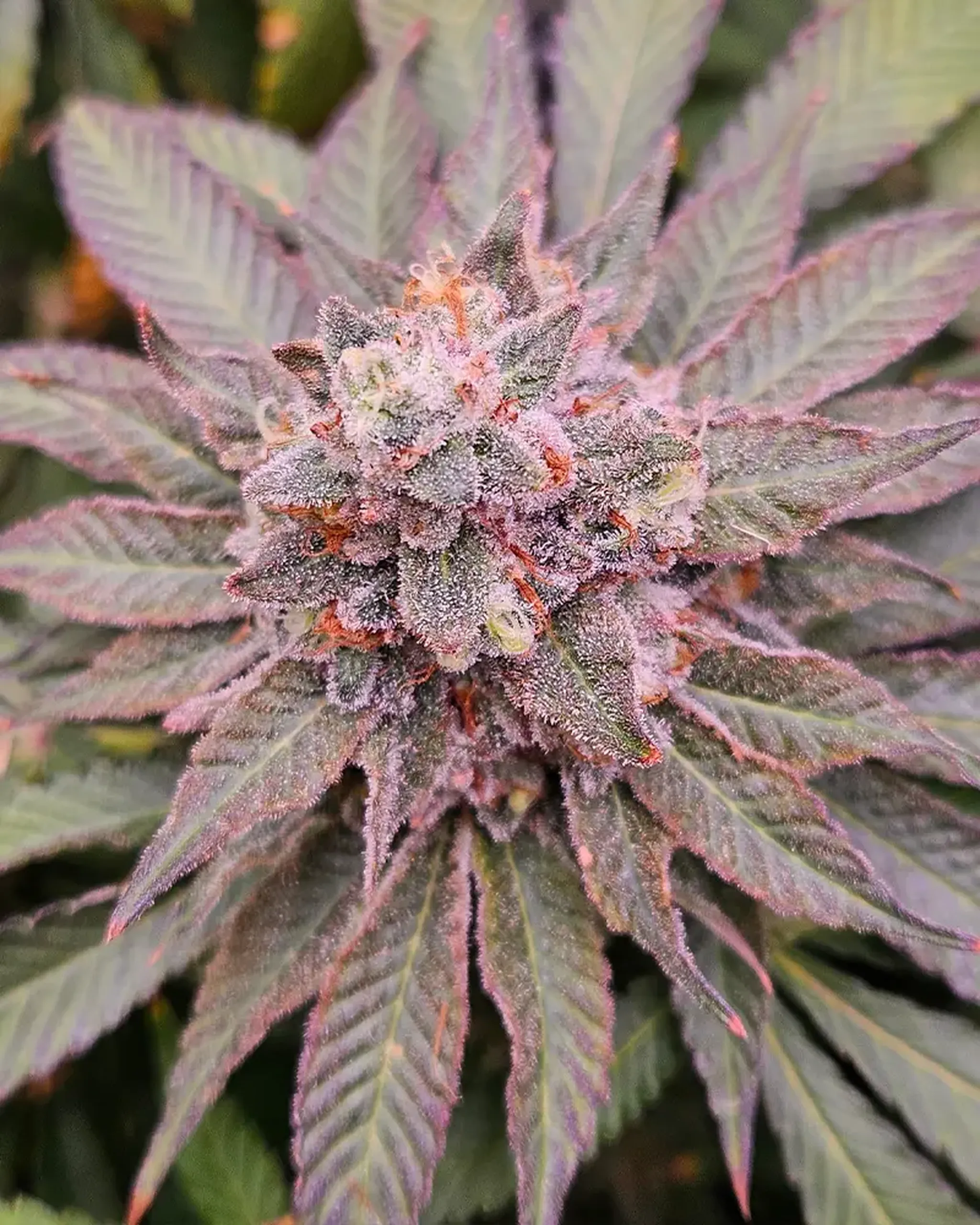 Close-up of a purple cannabis flower with frosty trichomes and green leaves, displaying vibrant hues and intricate details.