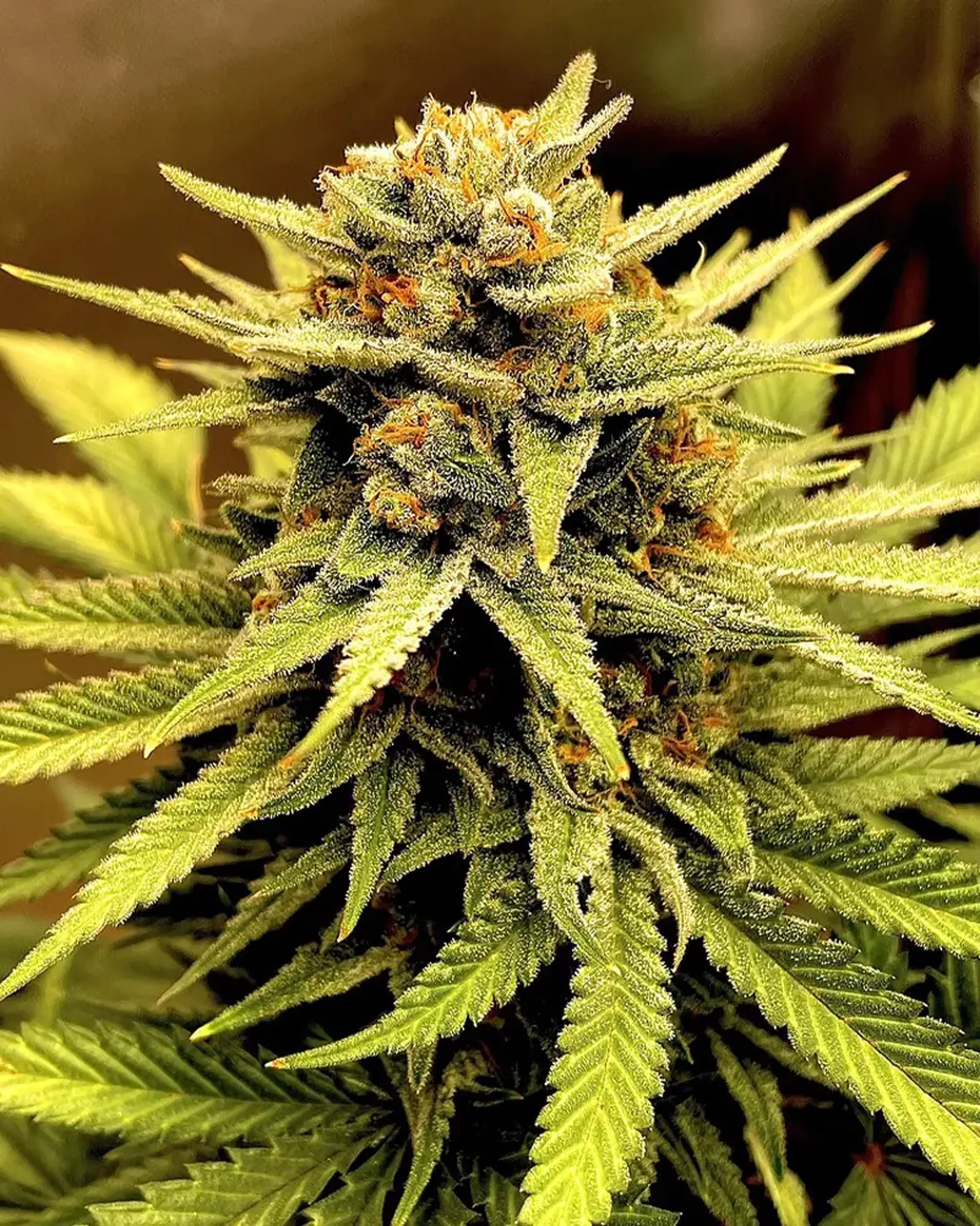 Close-up of a cannabis plant with dense buds, covered in trichomes, and surrounded by vibrant green leaves.