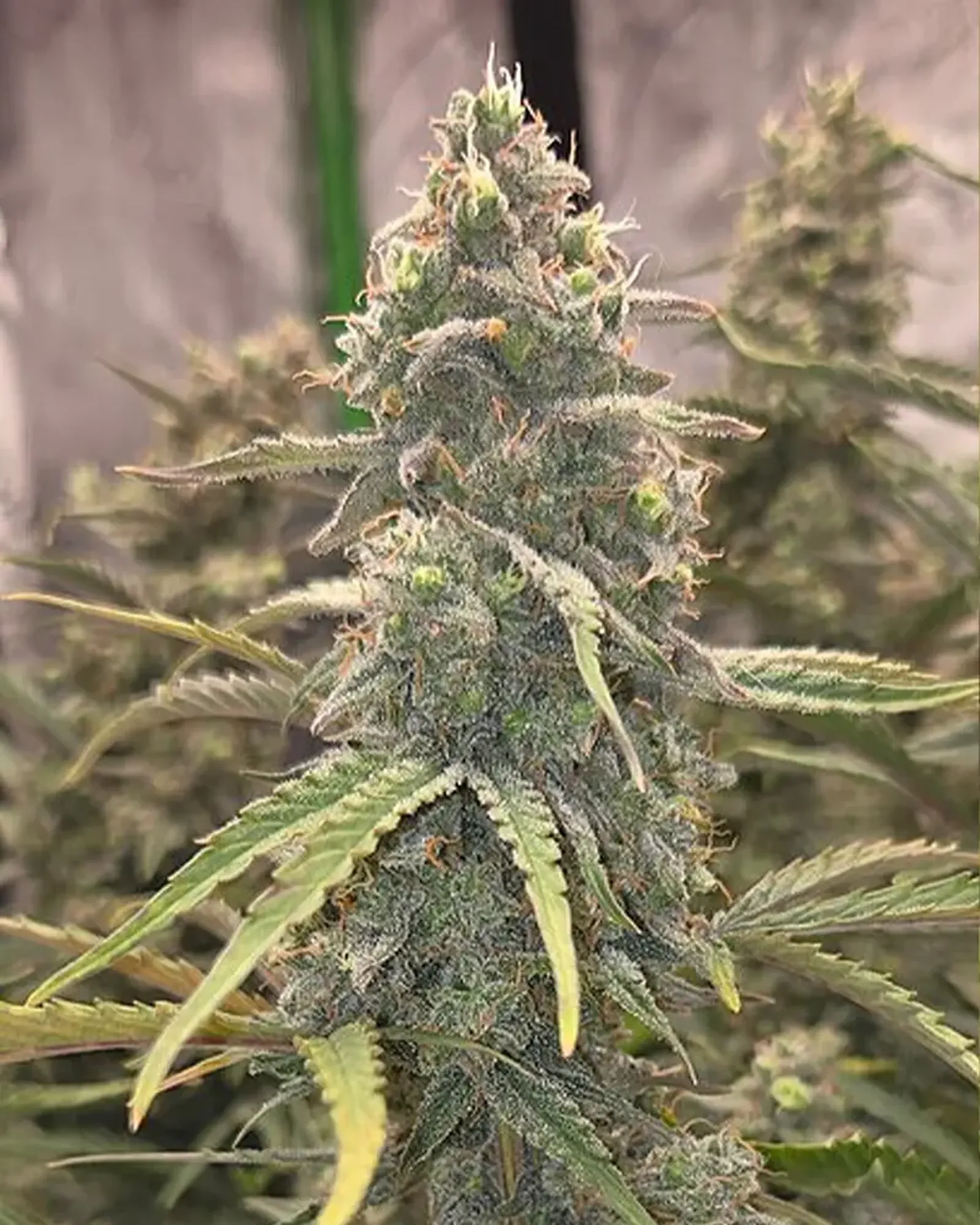 Close-up of a mature cannabis plant with dense, frosty buds and pointed leaves, set against a blurred background.