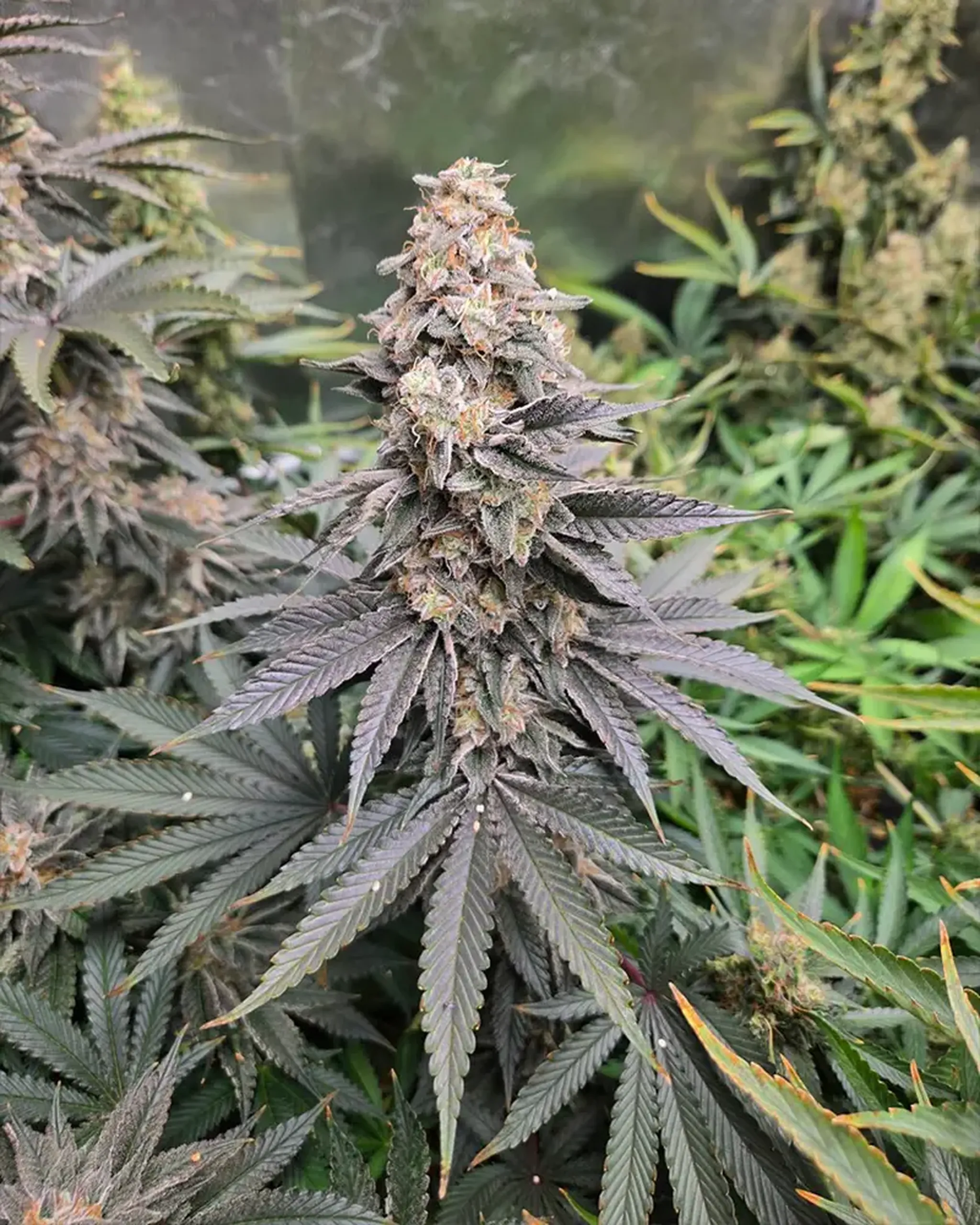 Close-up of a mature cannabis plant with dense, frosty buds and dark green leaves, set against a background of additional foliage.