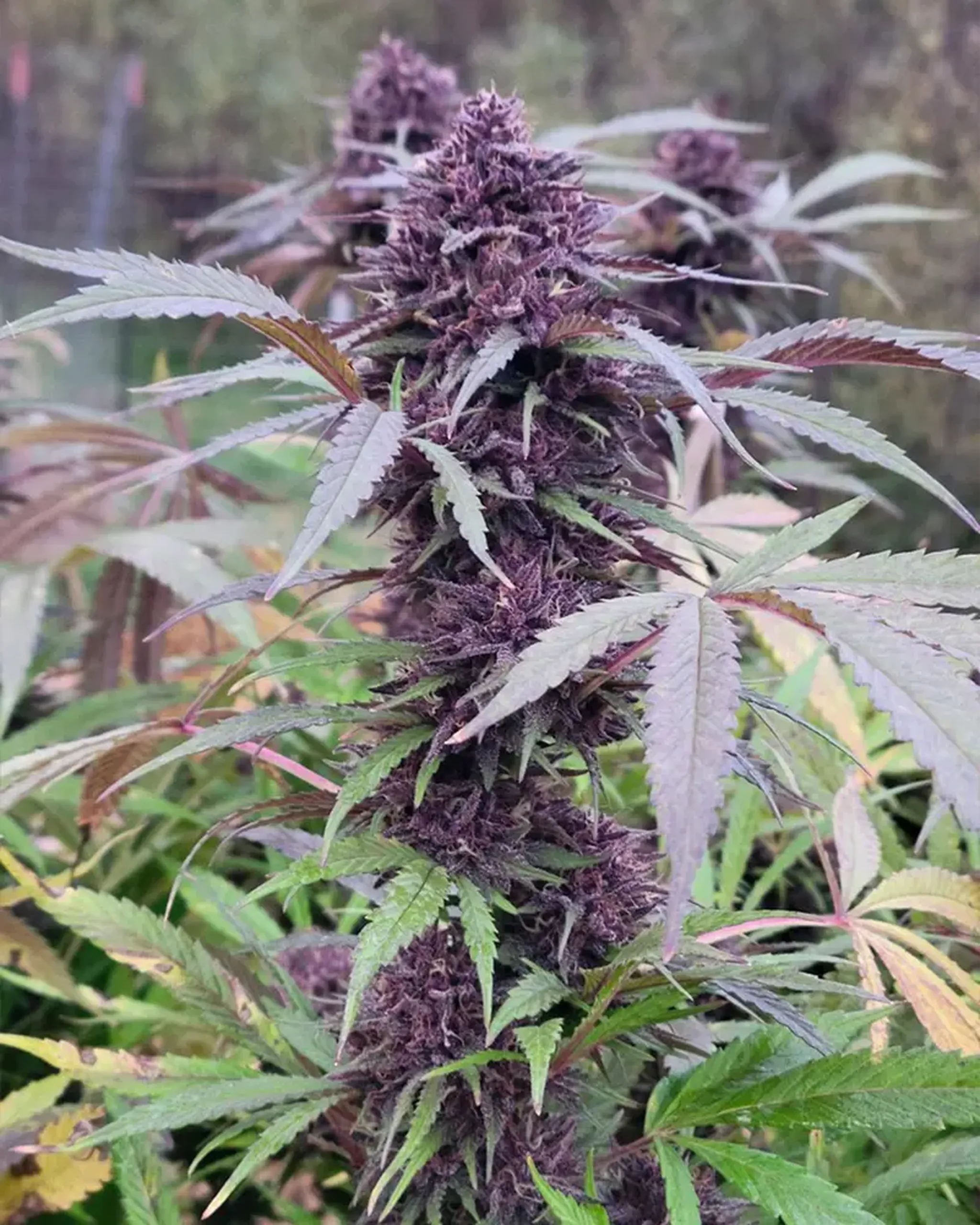 Close-up of a cannabis plant with dense, dark purple buds and green leaves, set against a blurred natural background.