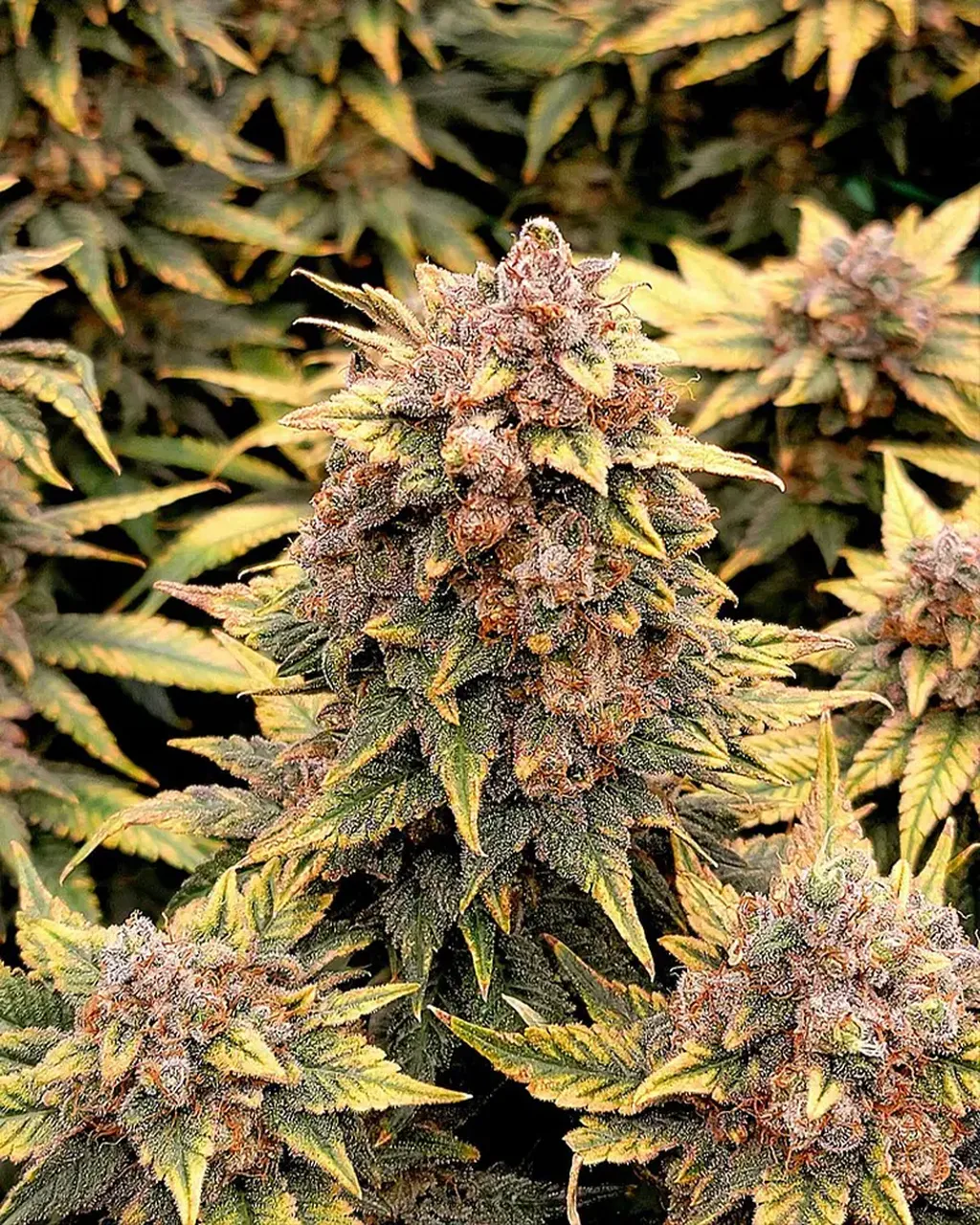 Close-up of a mature cannabis plant with dense, frosty buds and yellow-green leaves, surrounded by similar foliage.