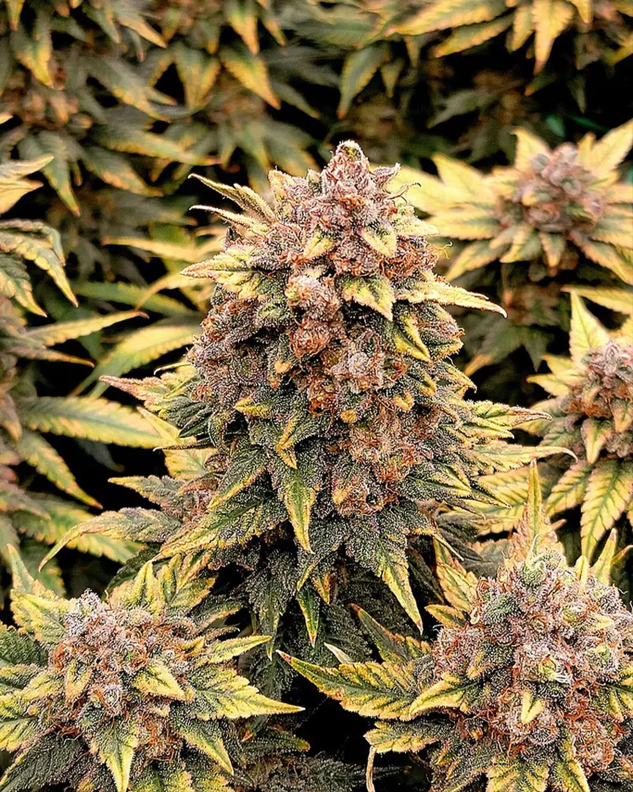 Close-up of a mature cannabis plant with dense, frosty buds and yellow-green leaves, surrounded by similar foliage.