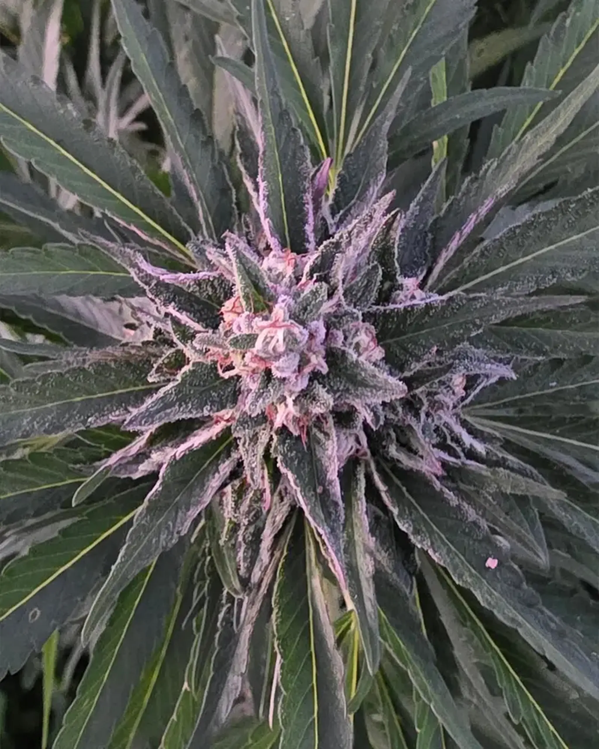 Close-up of a cannabis plant with dark green leaves and a purple-tinged bud, covered in frosty trichomes.