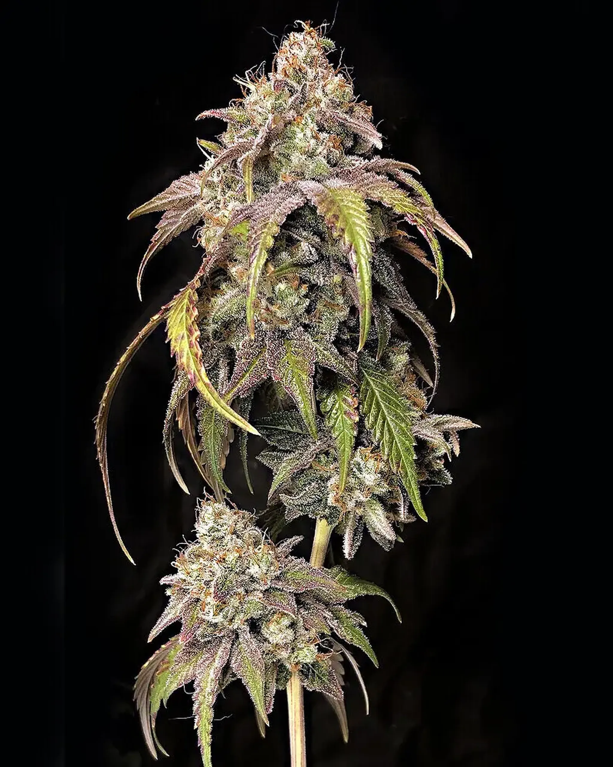 Close-up of a cannabis plant with dense buds, covered in trichomes, and long, slender leaves against a black background.