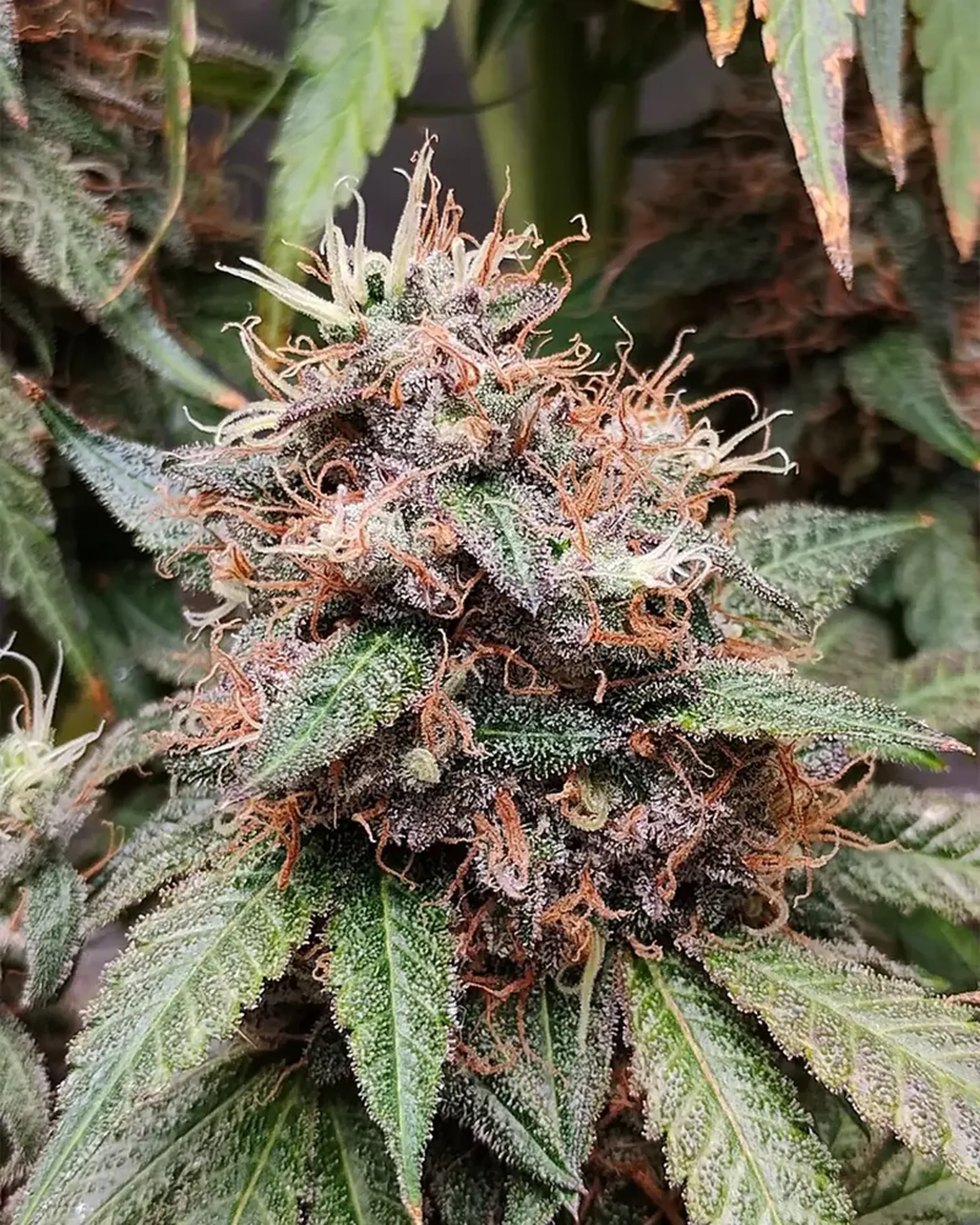 Close-up of a cannabis plant with dense, frosty buds and orange hairs, surrounded by green leaves with serrated edges.