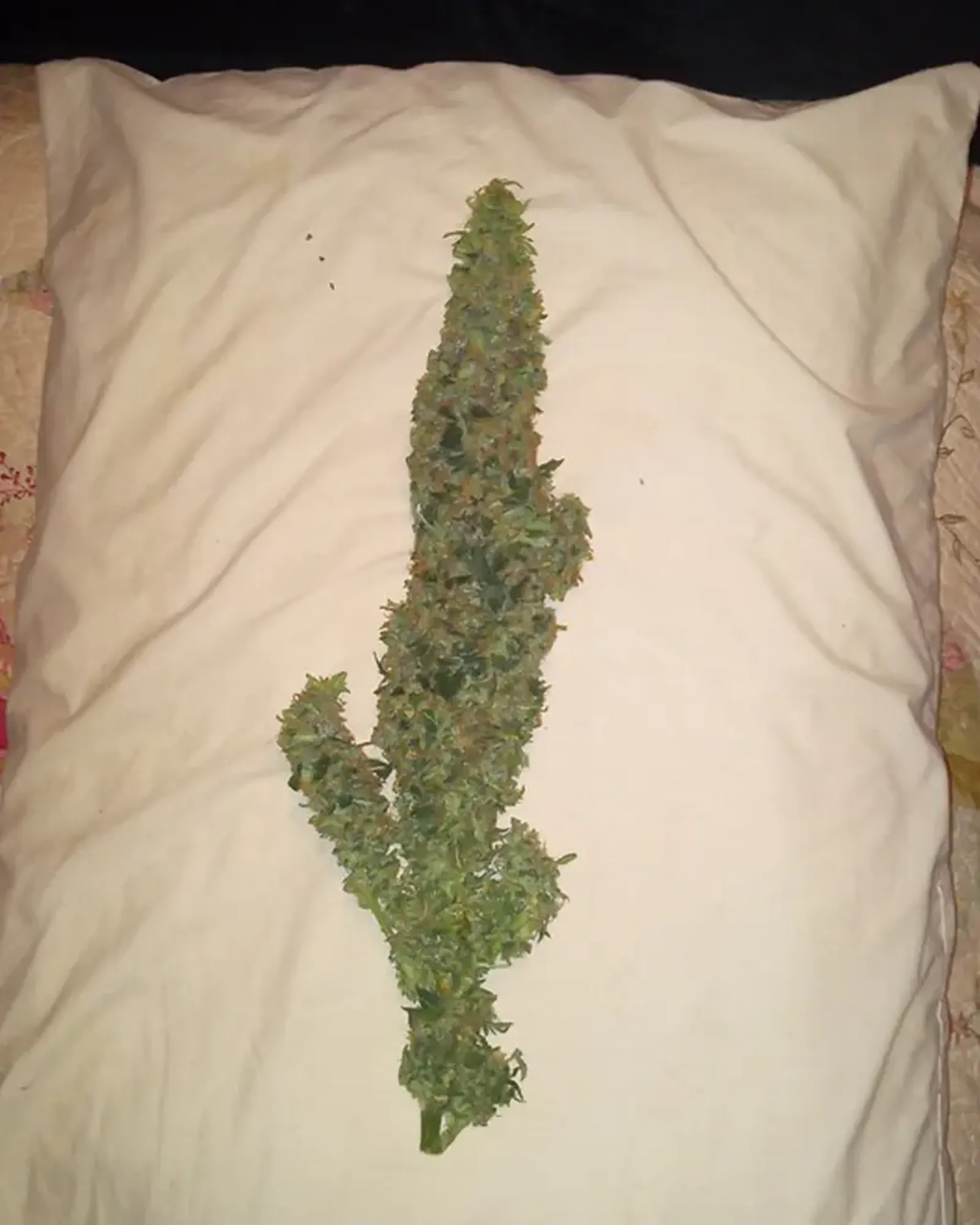 A large cannabis bud placed on a white pillow, showcasing its dense and leafy structure.