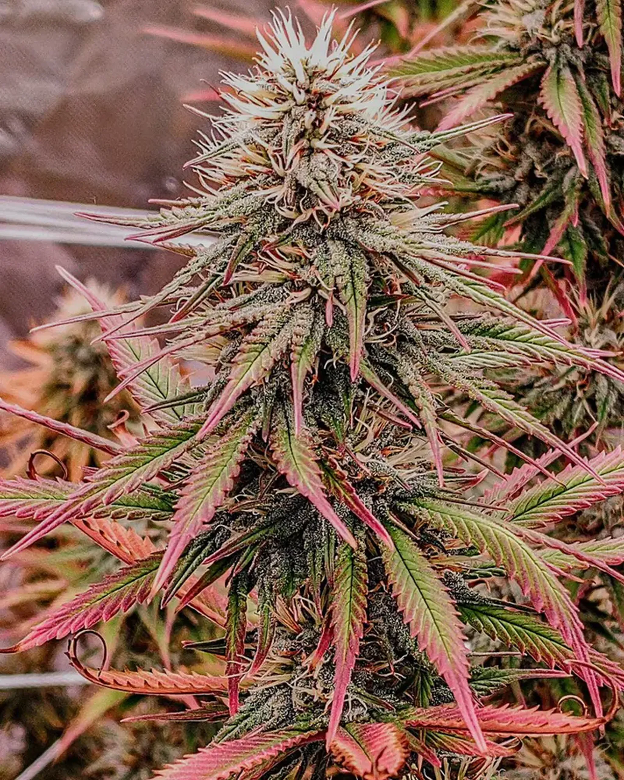 Close-up of a cannabis plant with dense buds, white hairs, and vibrant green and pink-tinged leaves in an indoor setting.