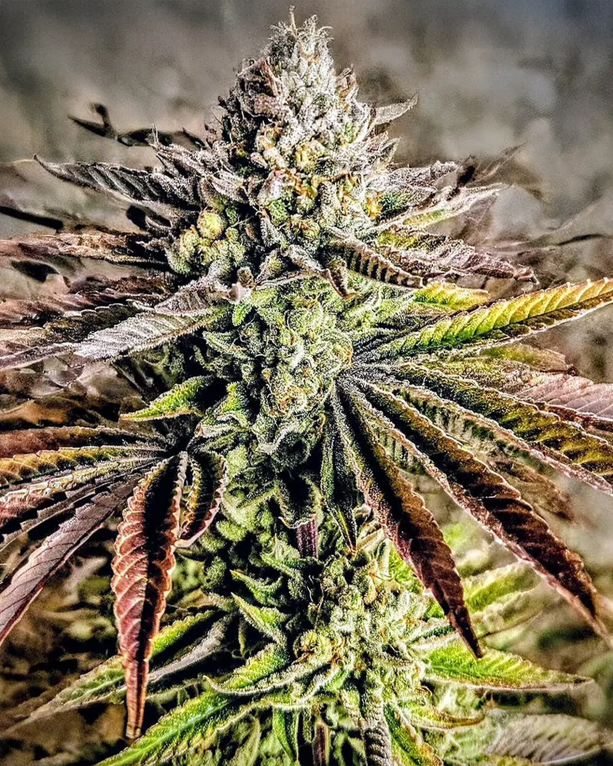 Close-up of a cannabis plant with dense, frosty buds and leaves transitioning from green to deep purple under indoor lighting.