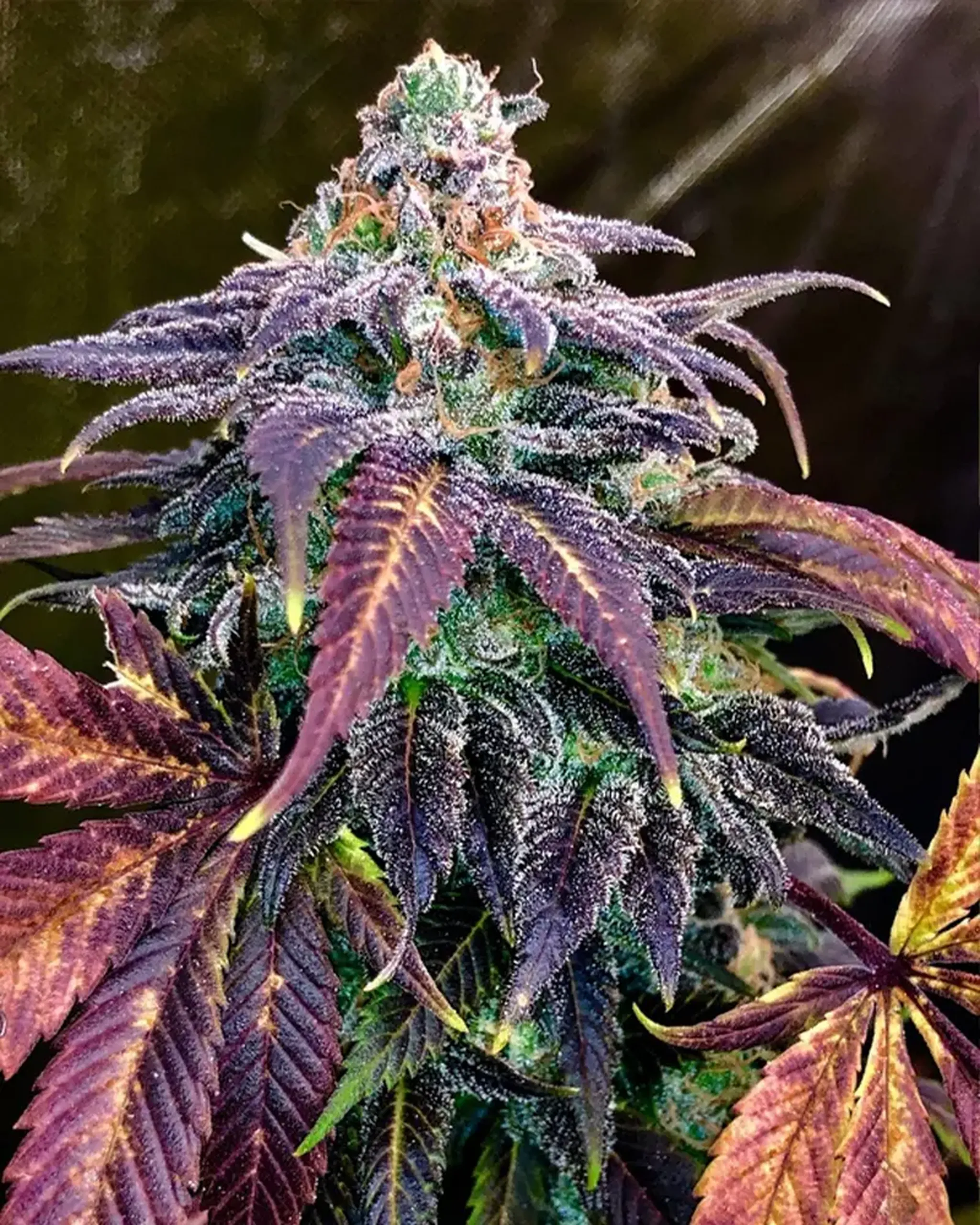 Close-up of a cannabis plant with vibrant purple and green leaves, covered in frosty trichomes, against a dark background.