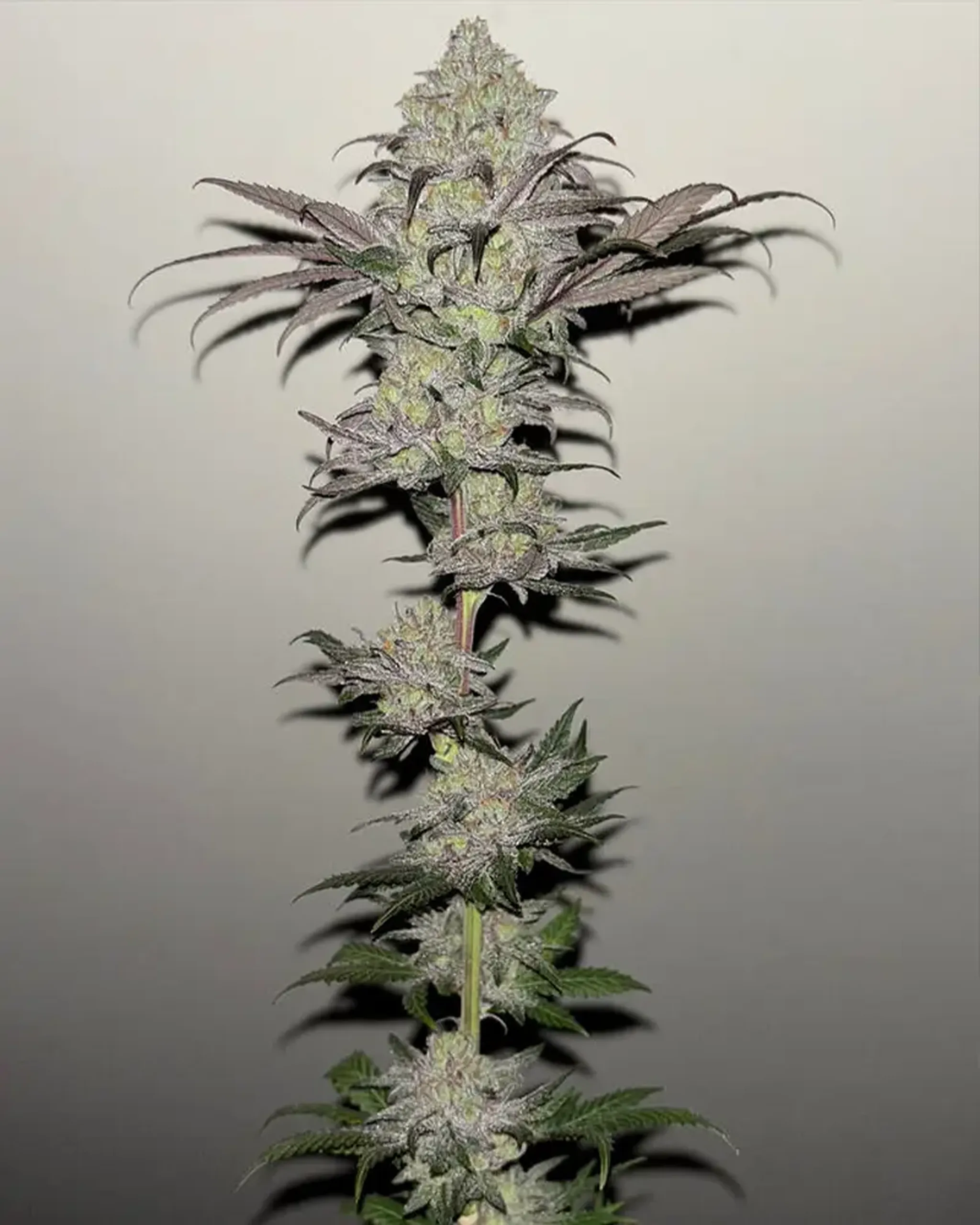 Tall cannabis plant with dense, frosty buds and dark, serrated leaves against a plain background.